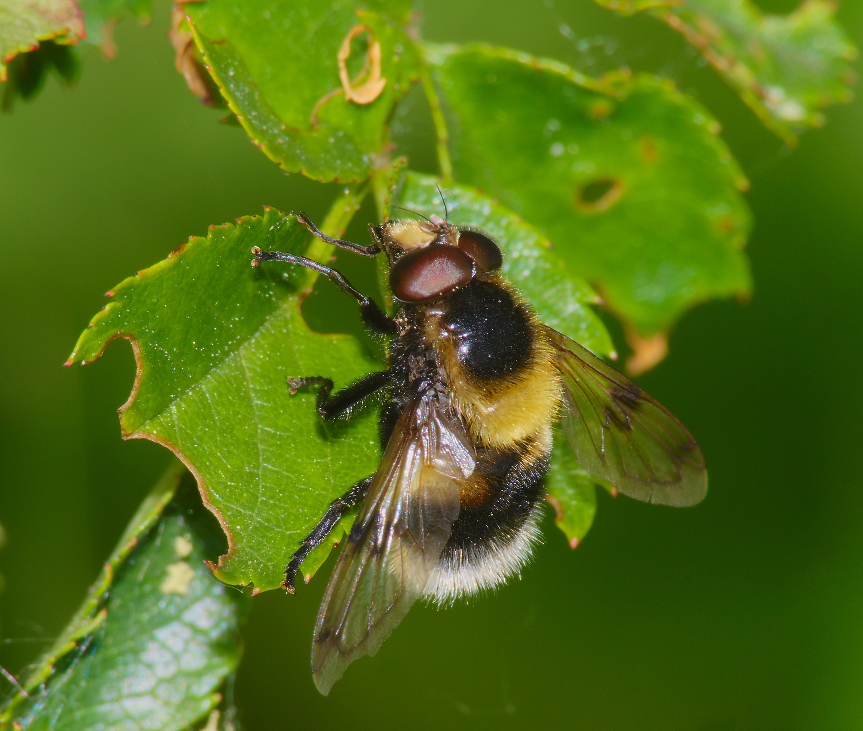 2014.05.20.-1-Kirschgartshaeuser Schlaege Mannheim--Hummel-Waldschwebfliege