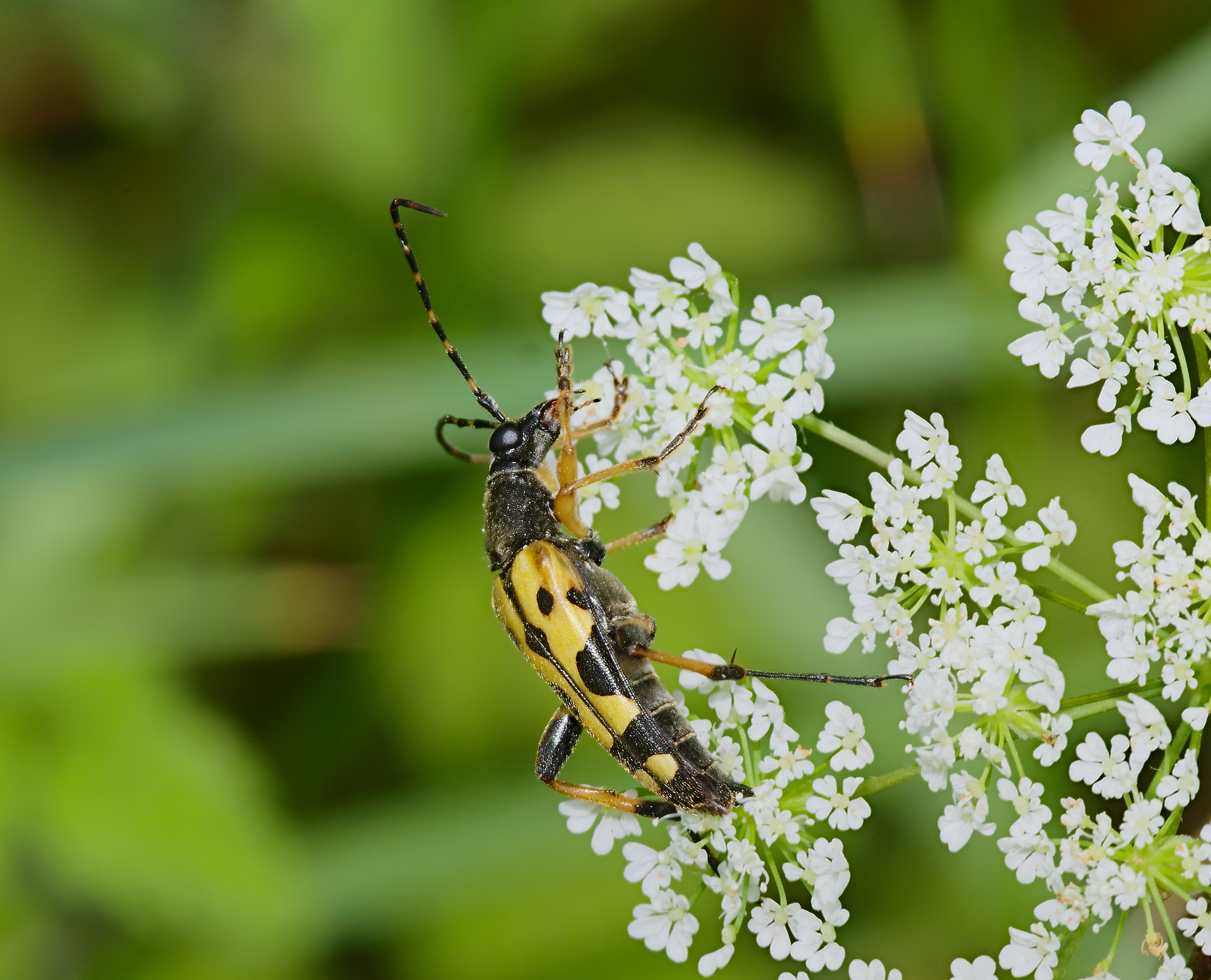 2014.06.07.-04-Kirschgartshaeuser Schlaege Mannheim-Gefleckter Schmalbock-Maennchen