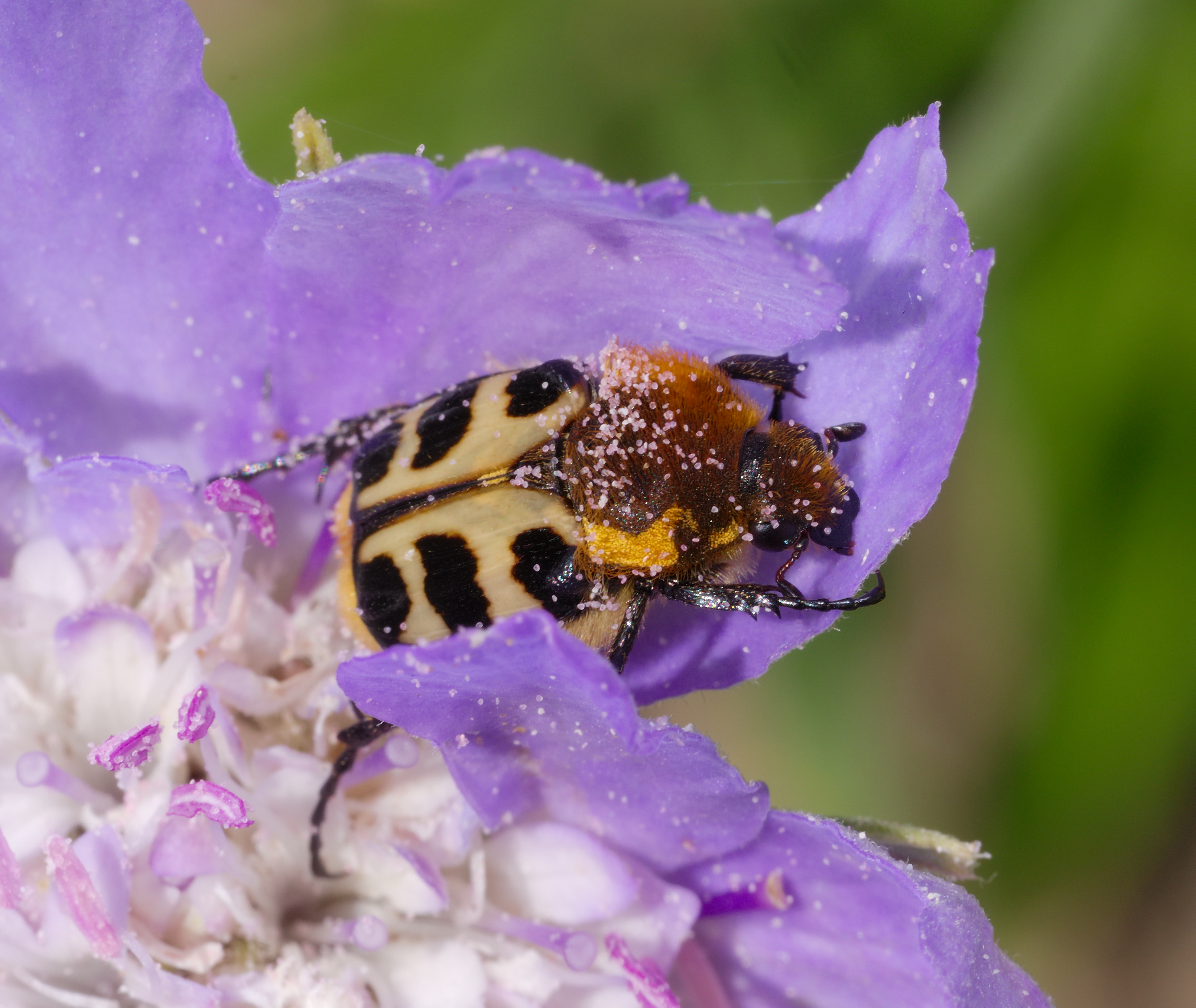 2014.06.15.-01-Eilenburg Ost--Pinselkaefer-Trichius gallicus