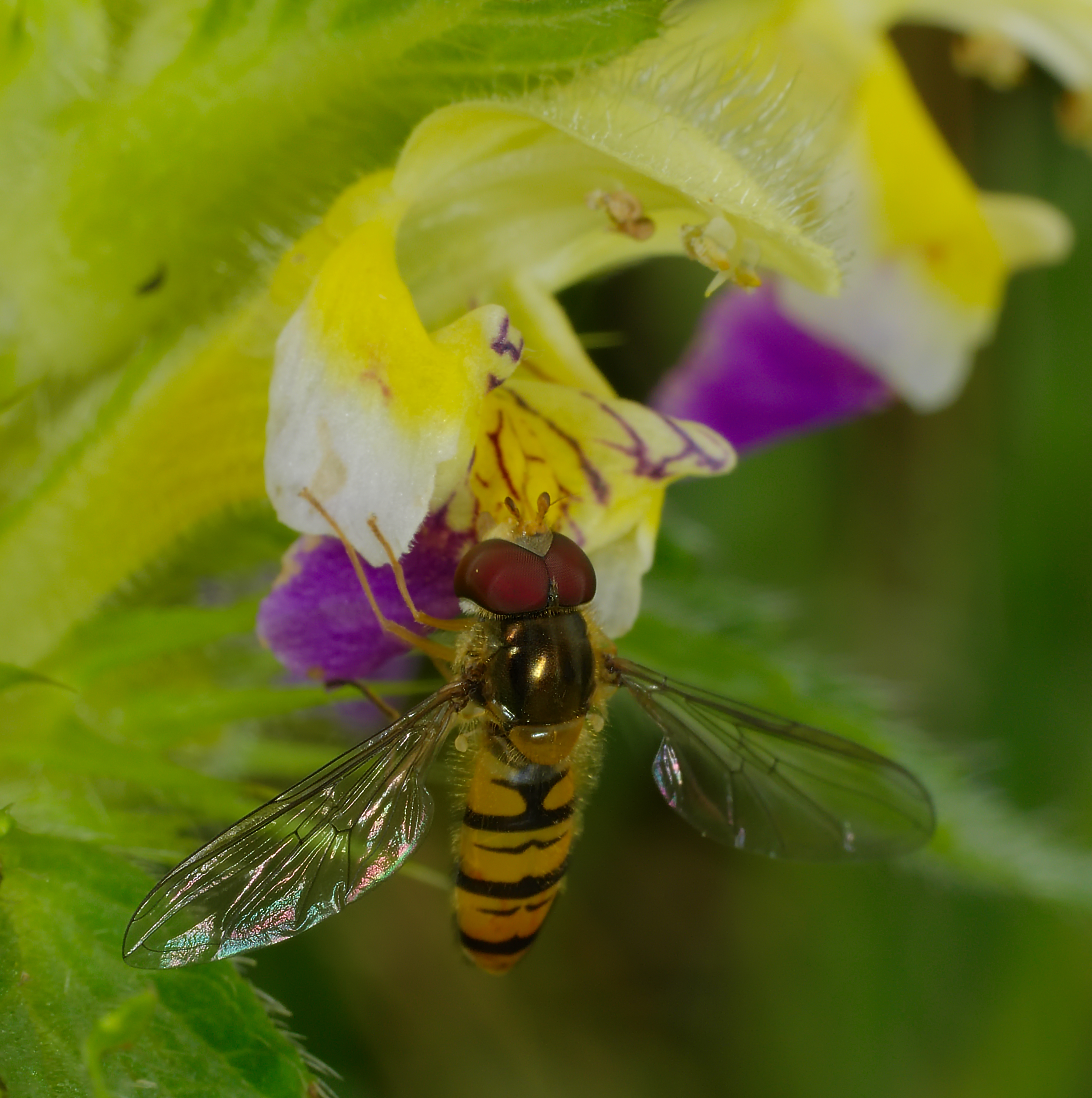 2014.07.10.-09-Eilenburg Hainichen--Hainschwebfliege