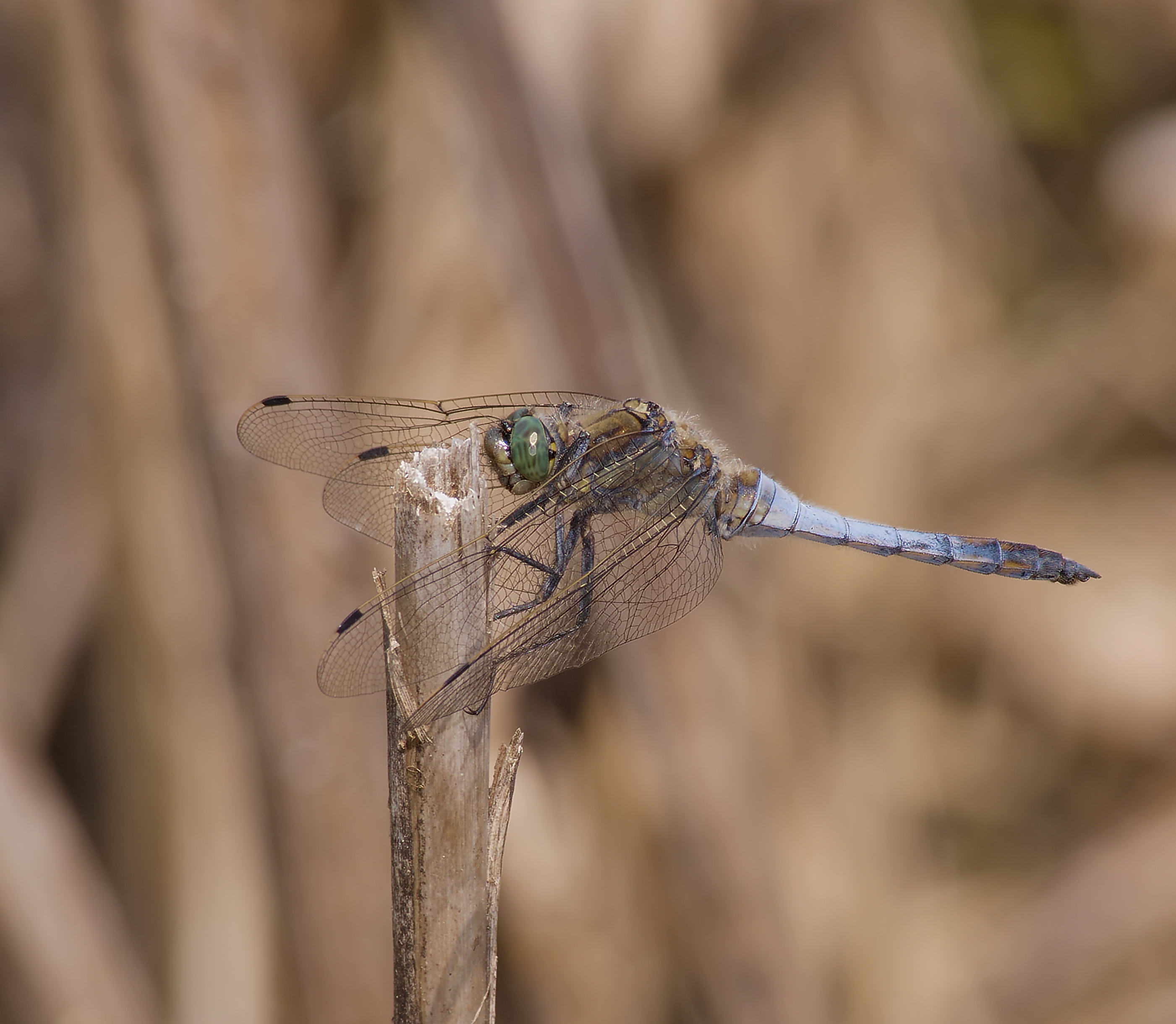 2014.07.11.-05-Eilenburg Hainichen--Grosser Blaupfeil-Maennchen