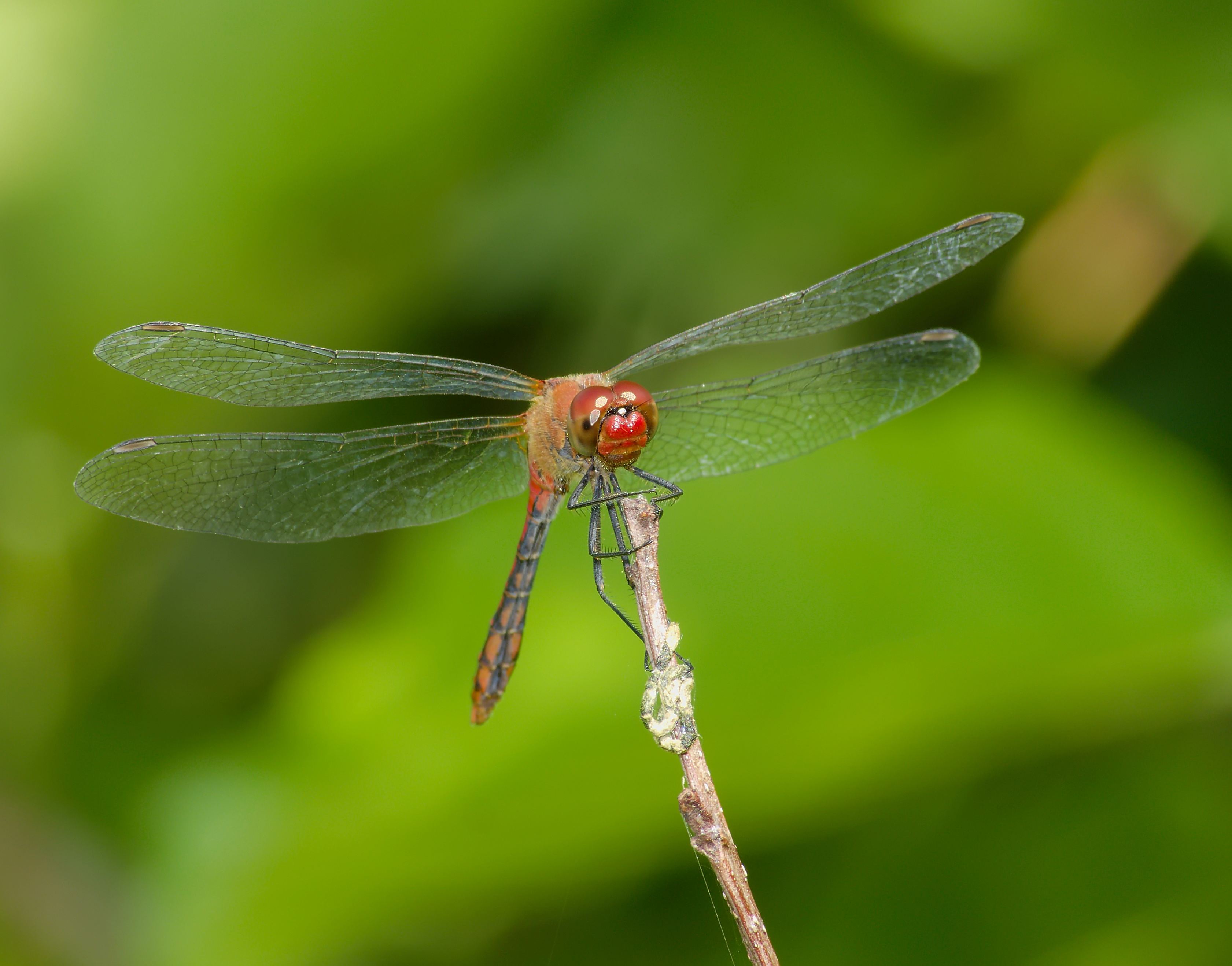 2014.07.16.-07-Woellnau Winkelmuehle--Blutrote Heidelibelle-Maennchen