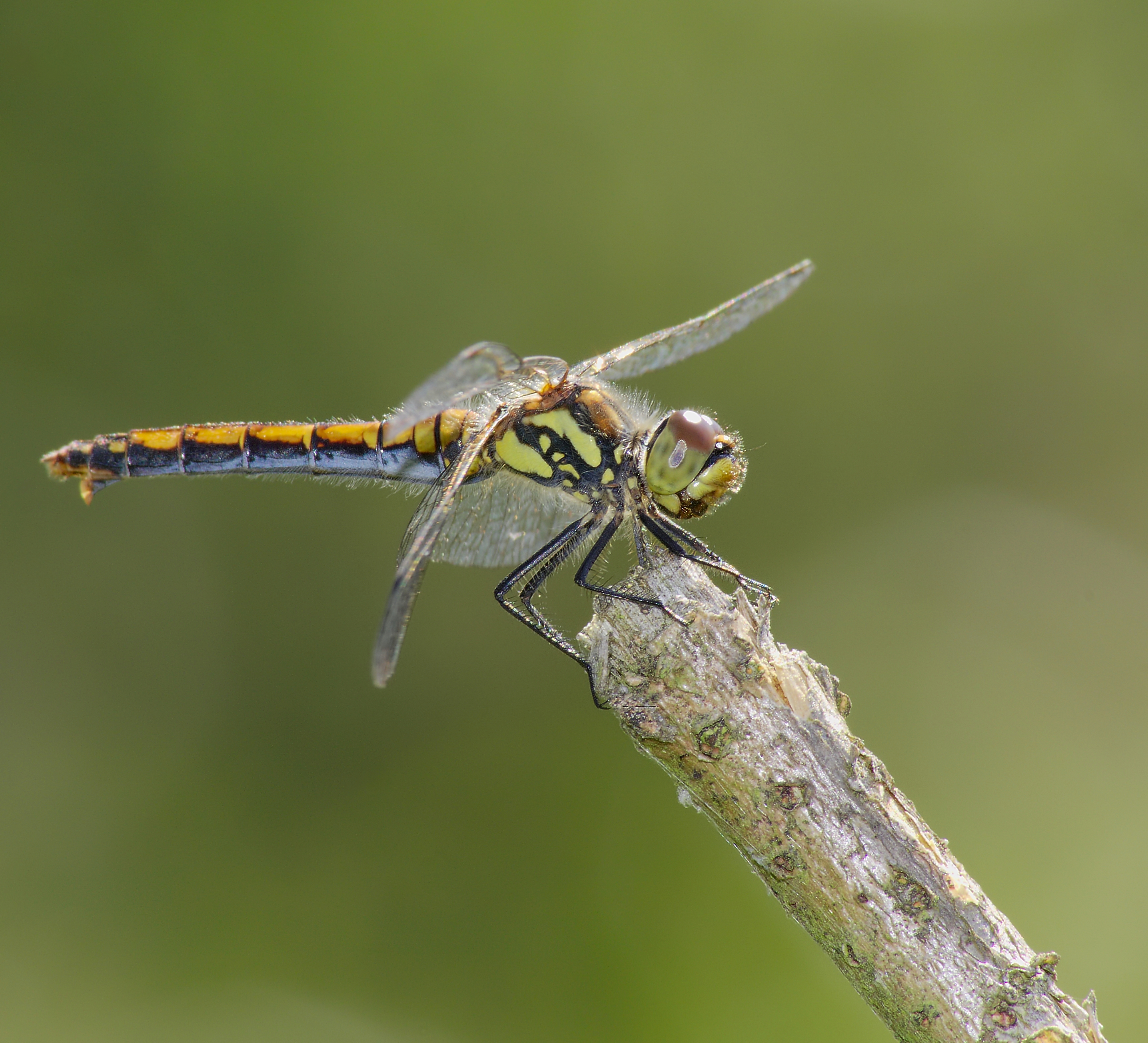 2014.07.17.-17-Zadlitzgraben Pressel--Schwarze Heidelibelle-Weibchen