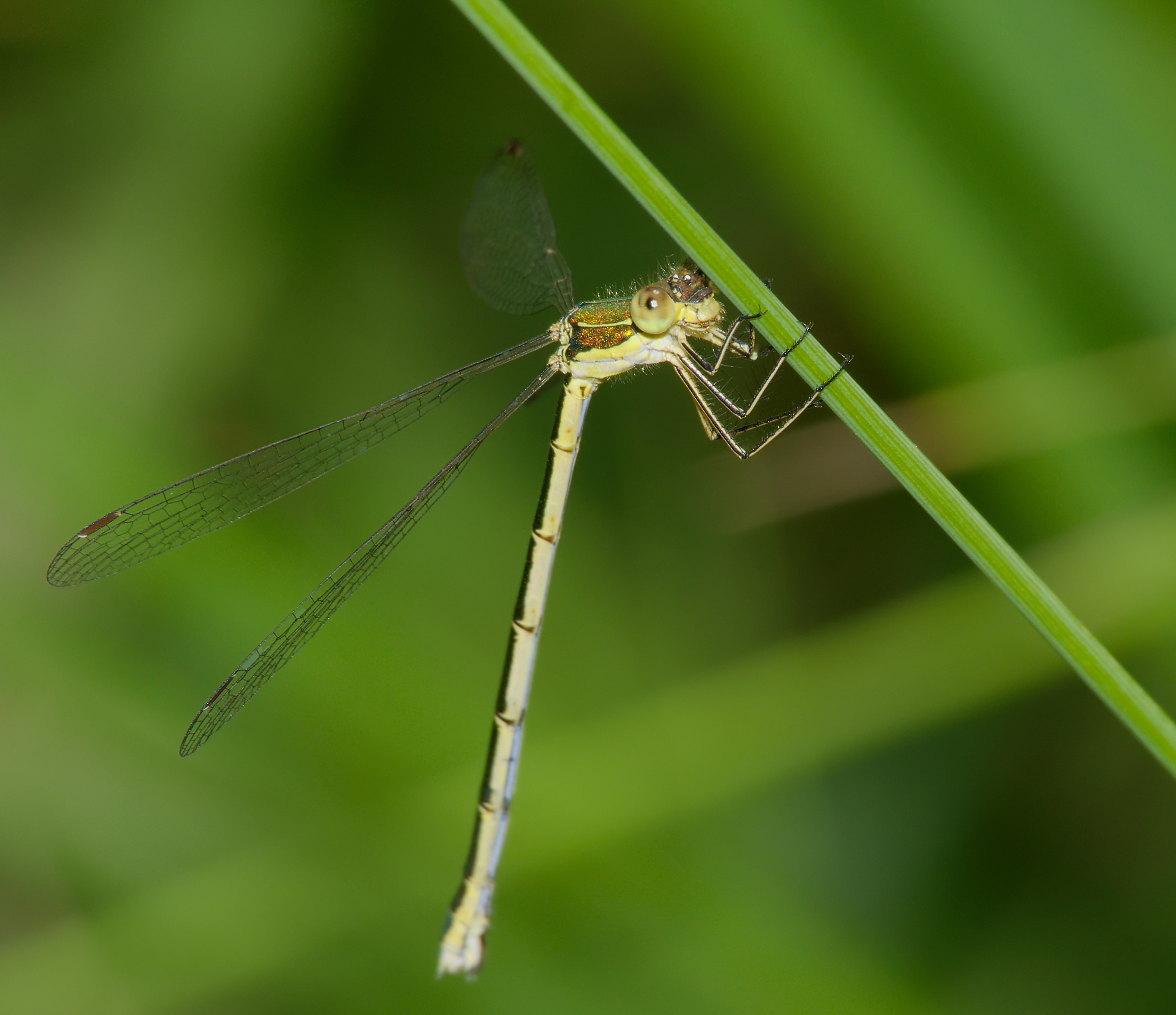 2014.07.17.-24-Zadlitzgraben Pressel--Kleine Binsenjungfer-Weibchen