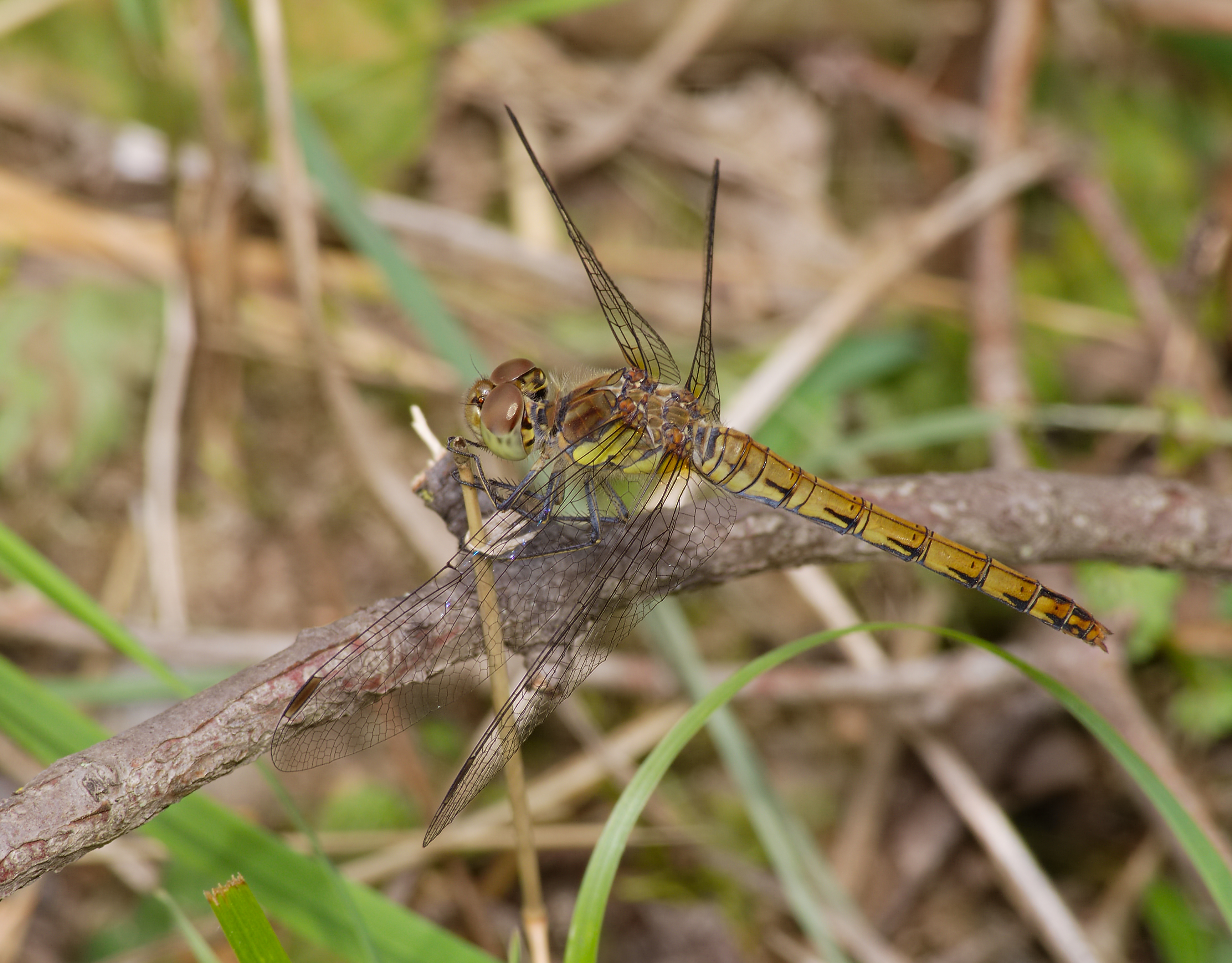 2014.08.24.-06-Mannheim-Rheinau--Grosse Heidelibelle-Weibchen