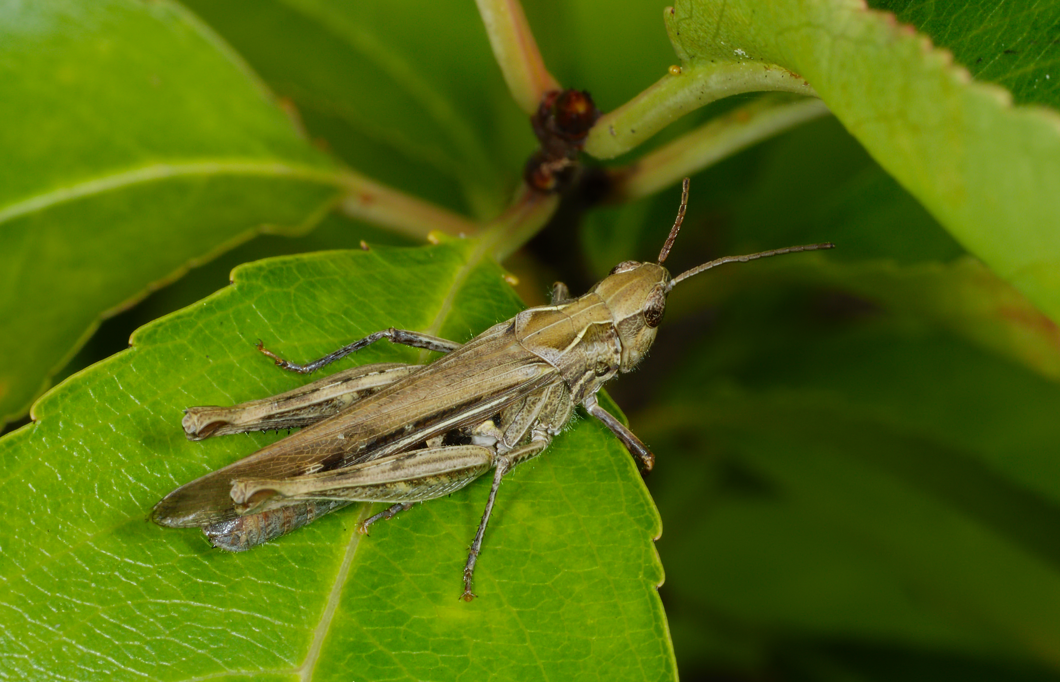 2014.09.20.-2-Kaefertaler Wald-Mannheim--Nachtigall-Grashuepfer