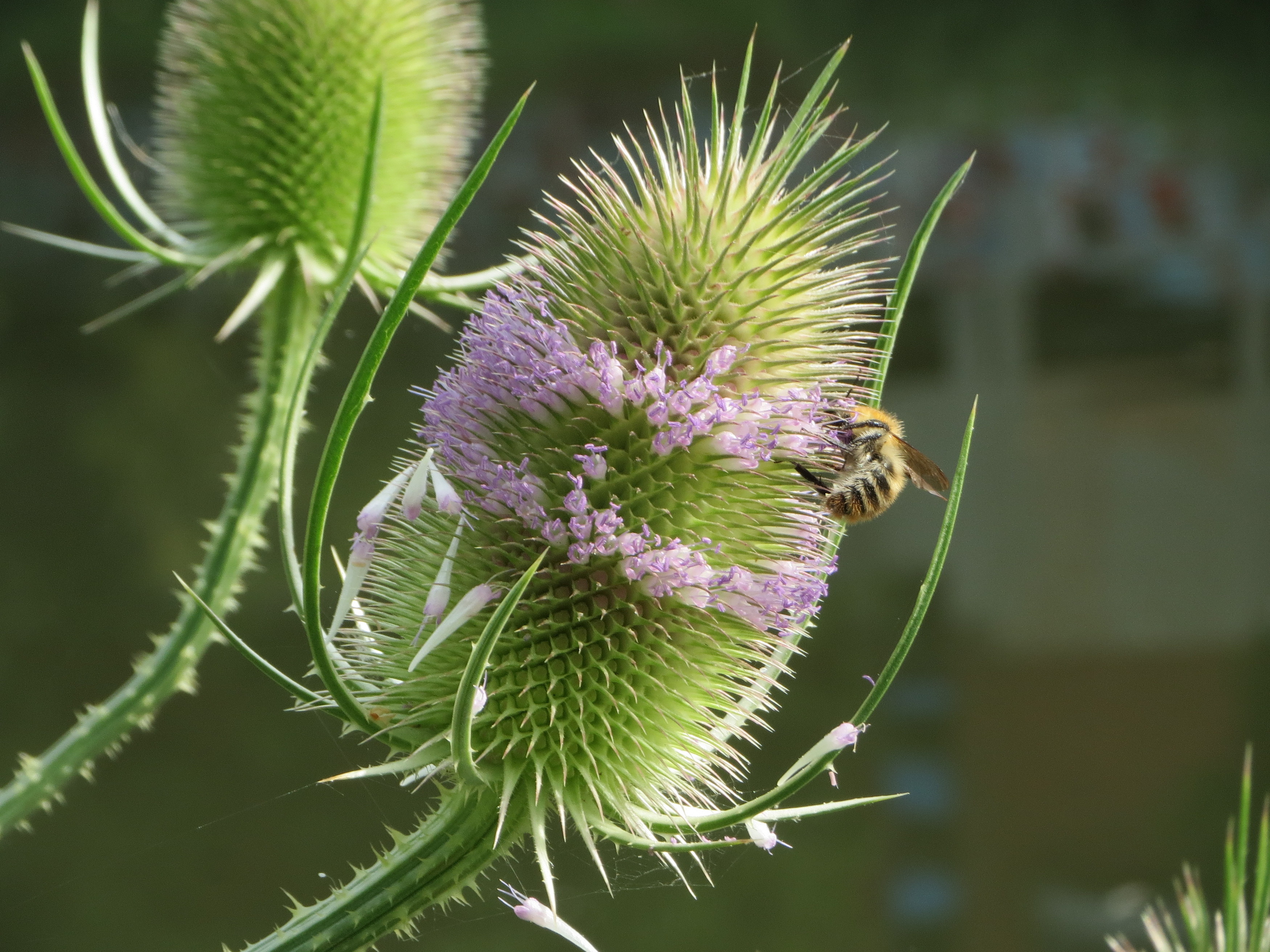 20140716Dipsacus fullonum2