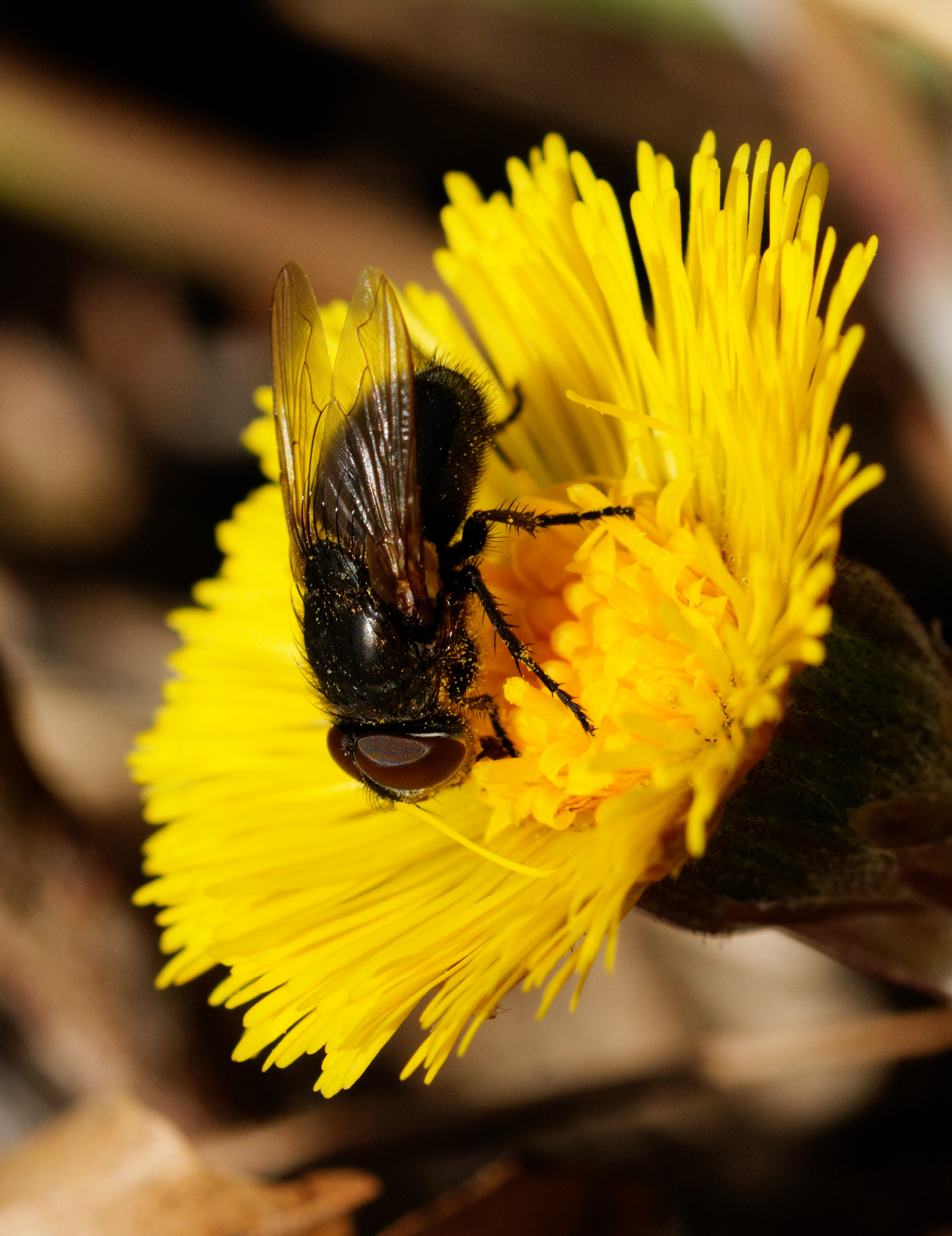 2014-03-10 12-44-45 insecte-fleur
