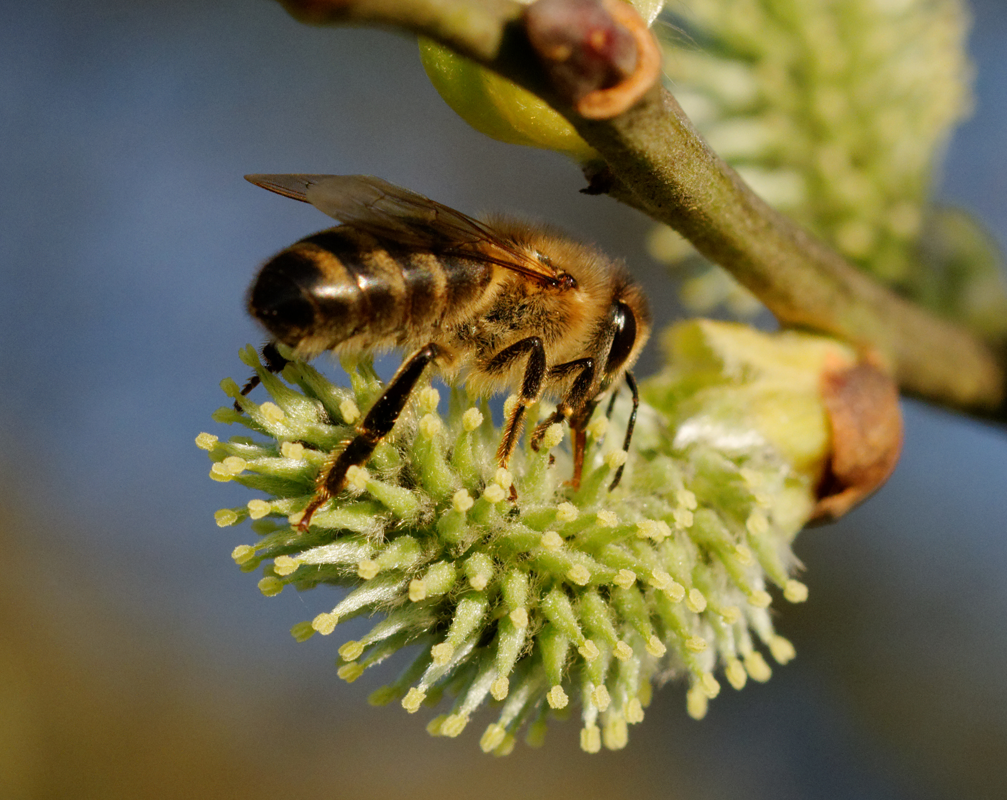 2014-03-19 17-22-56 abeille-chaton-saule