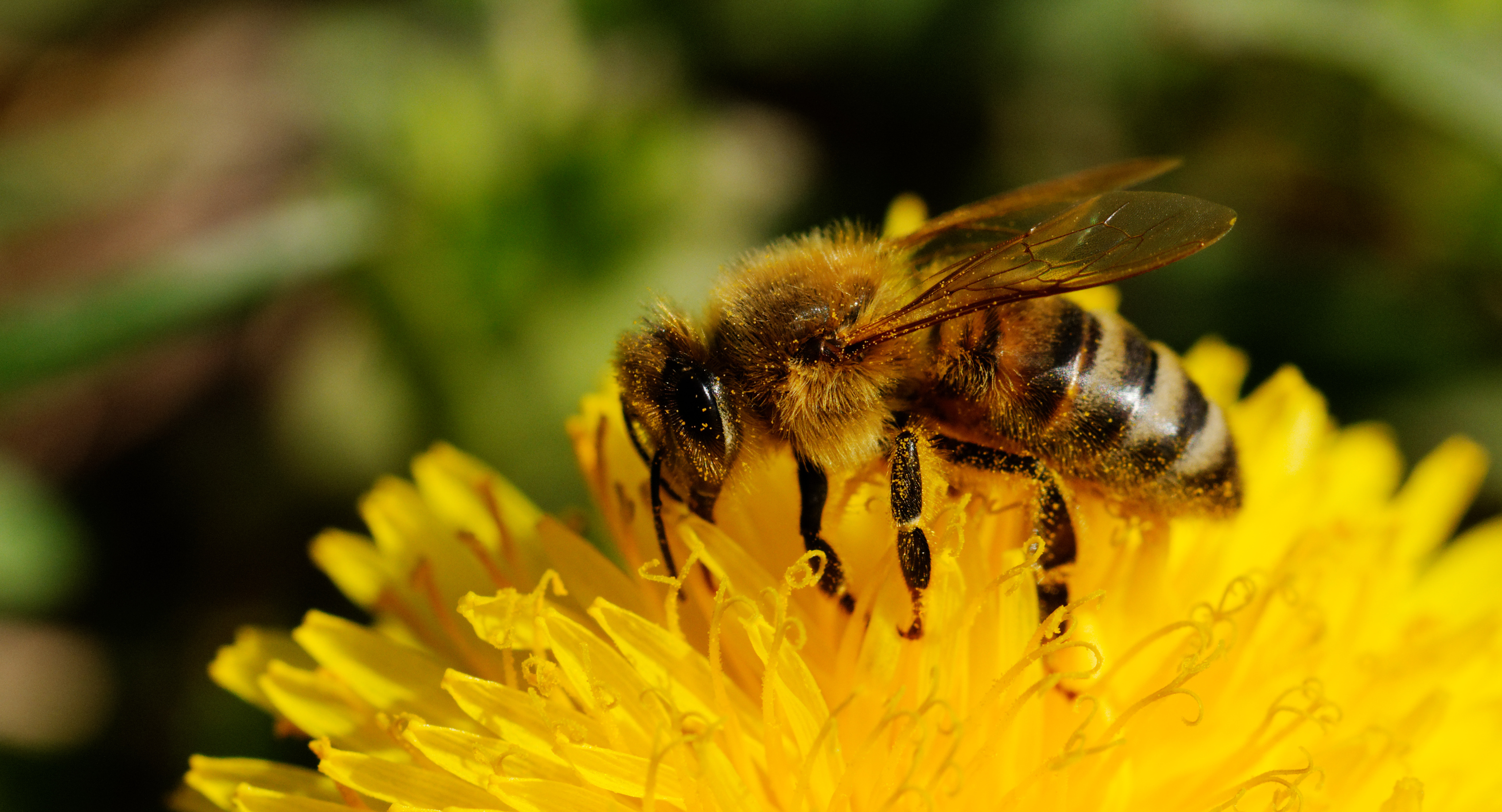 2014-04-06 15-37-33 abeille