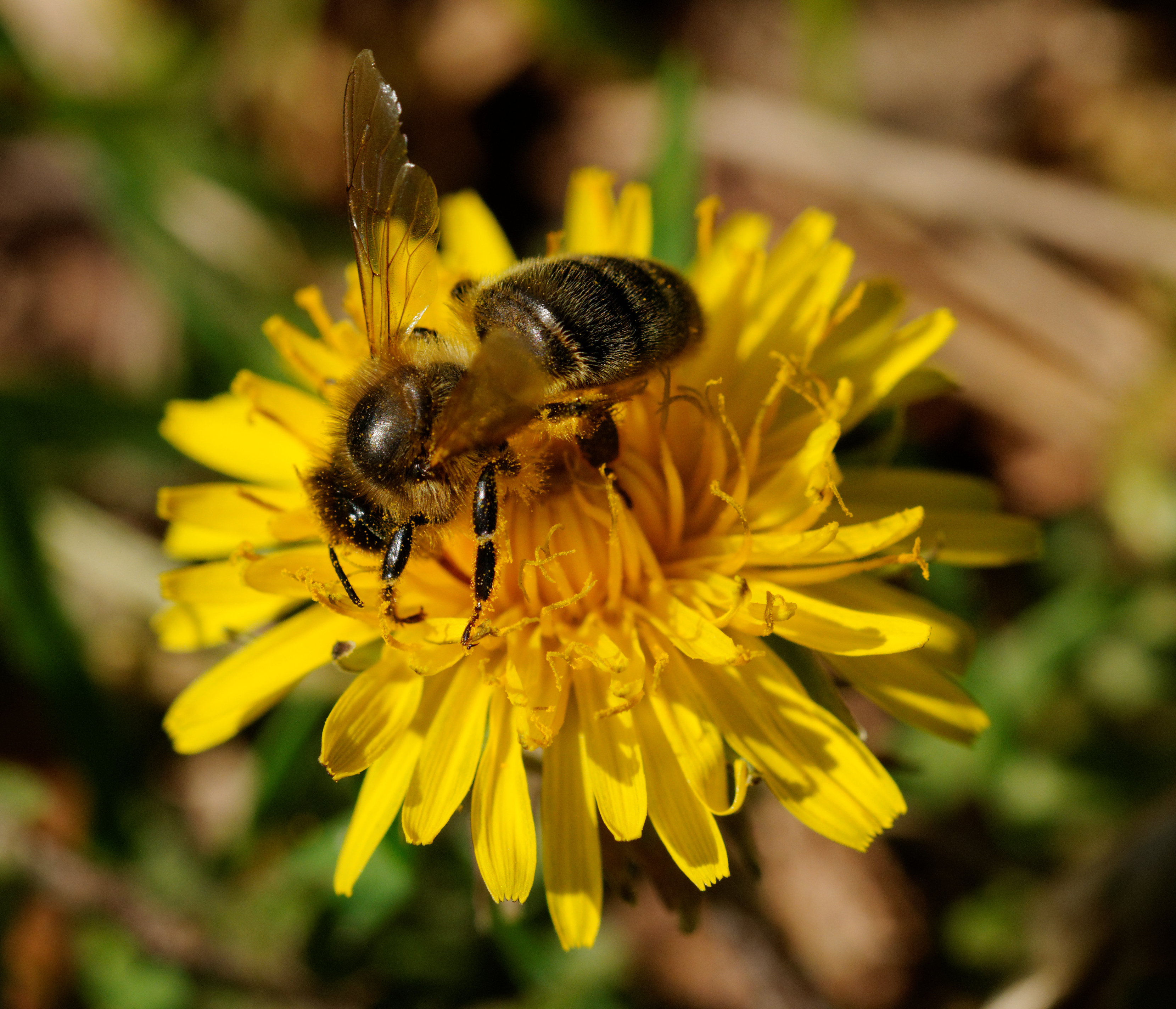 2014-04-06 15-39-50 abeille