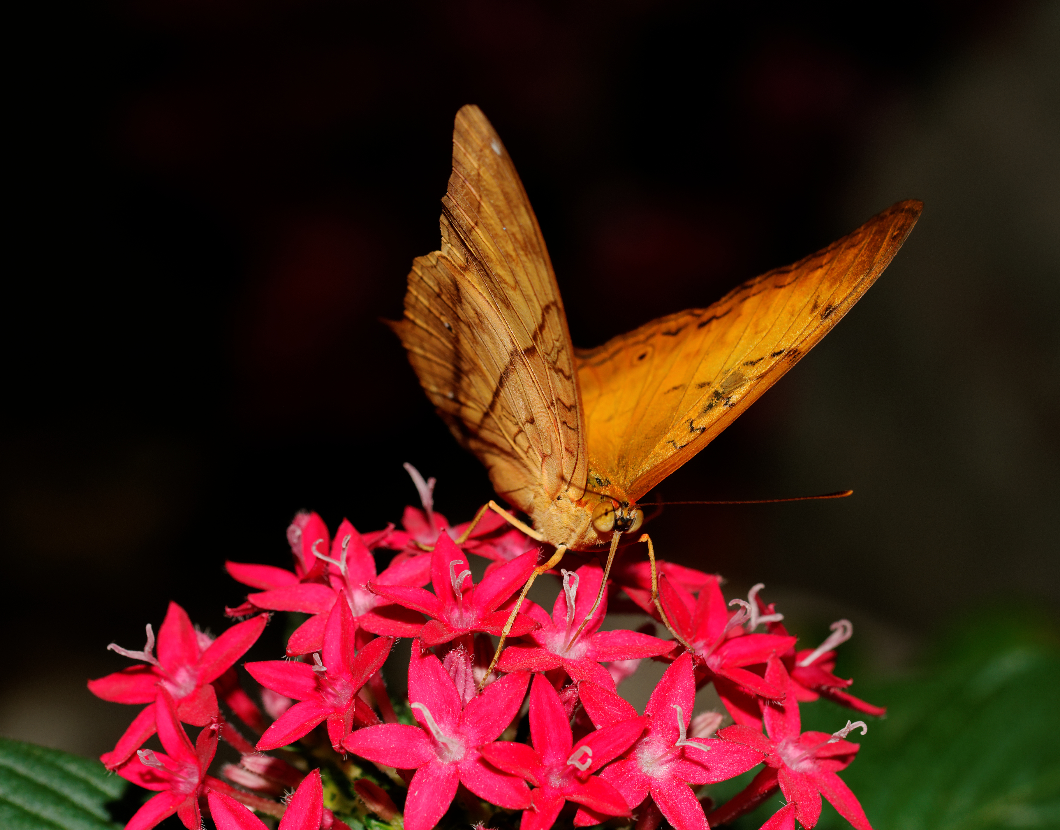 2014-05-01 15-26-06-papillon-hunawihr
