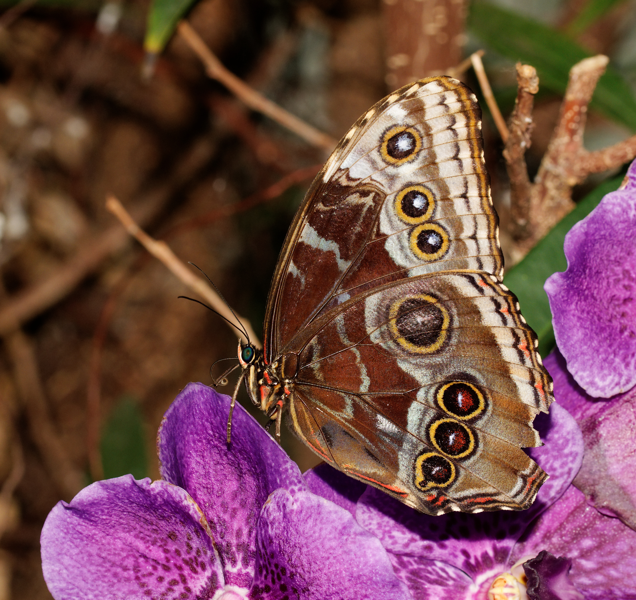 2014-05-01 1Morpho peleides