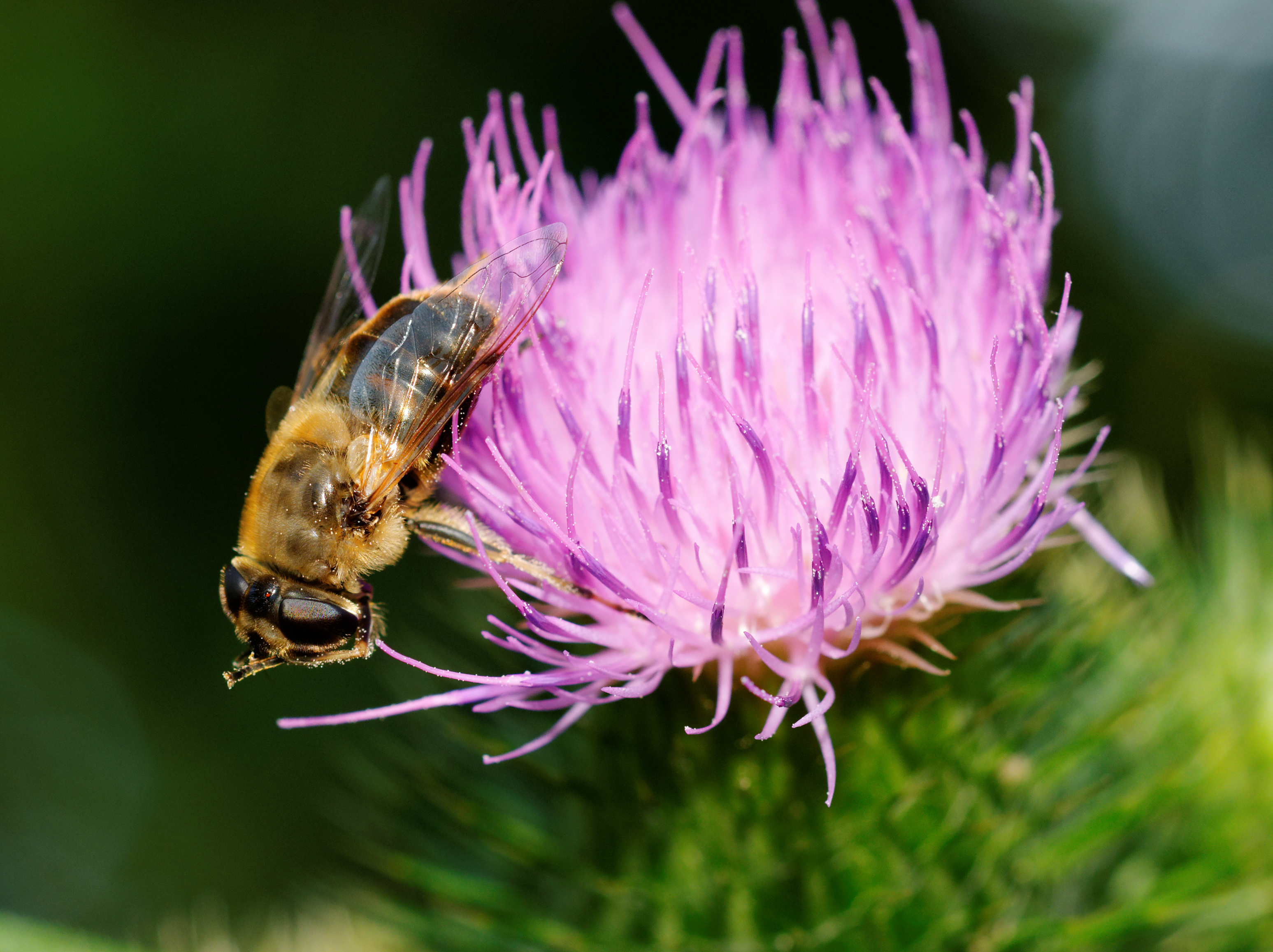 2014-07-16 16-49-57 syrphe