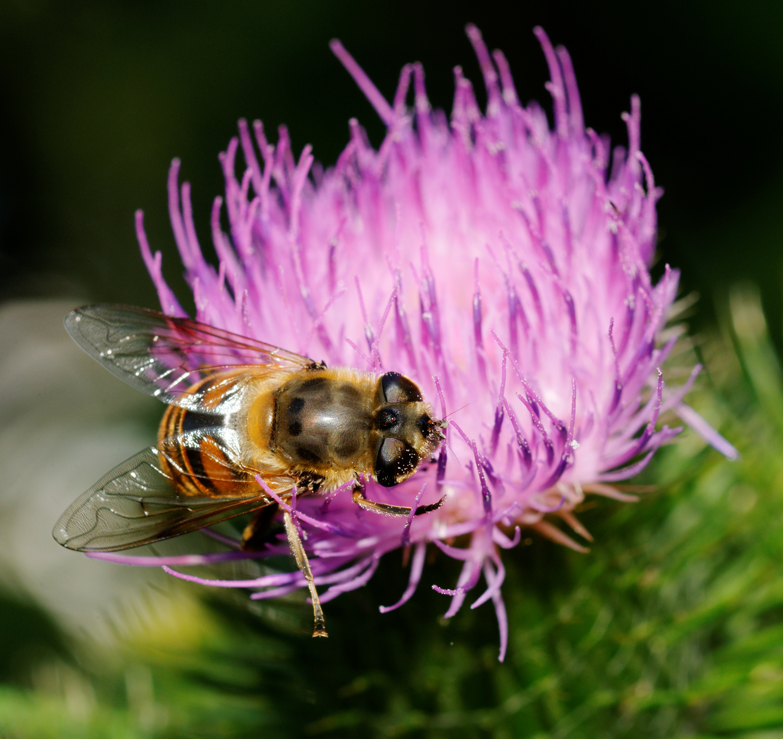 2014-07-16 16-51-09 syrphe