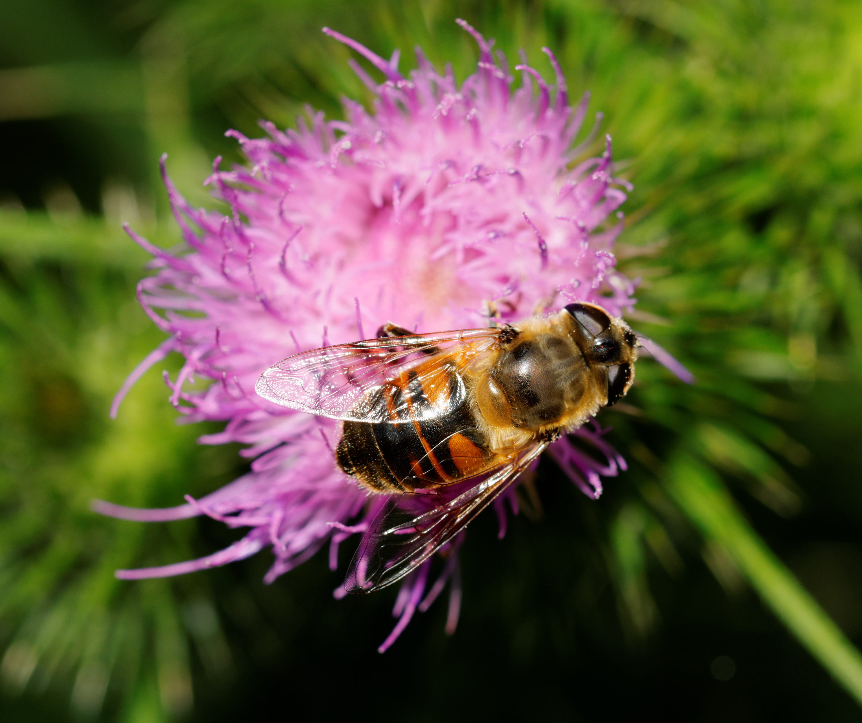 2014-07-16 16-52-05 syrphe