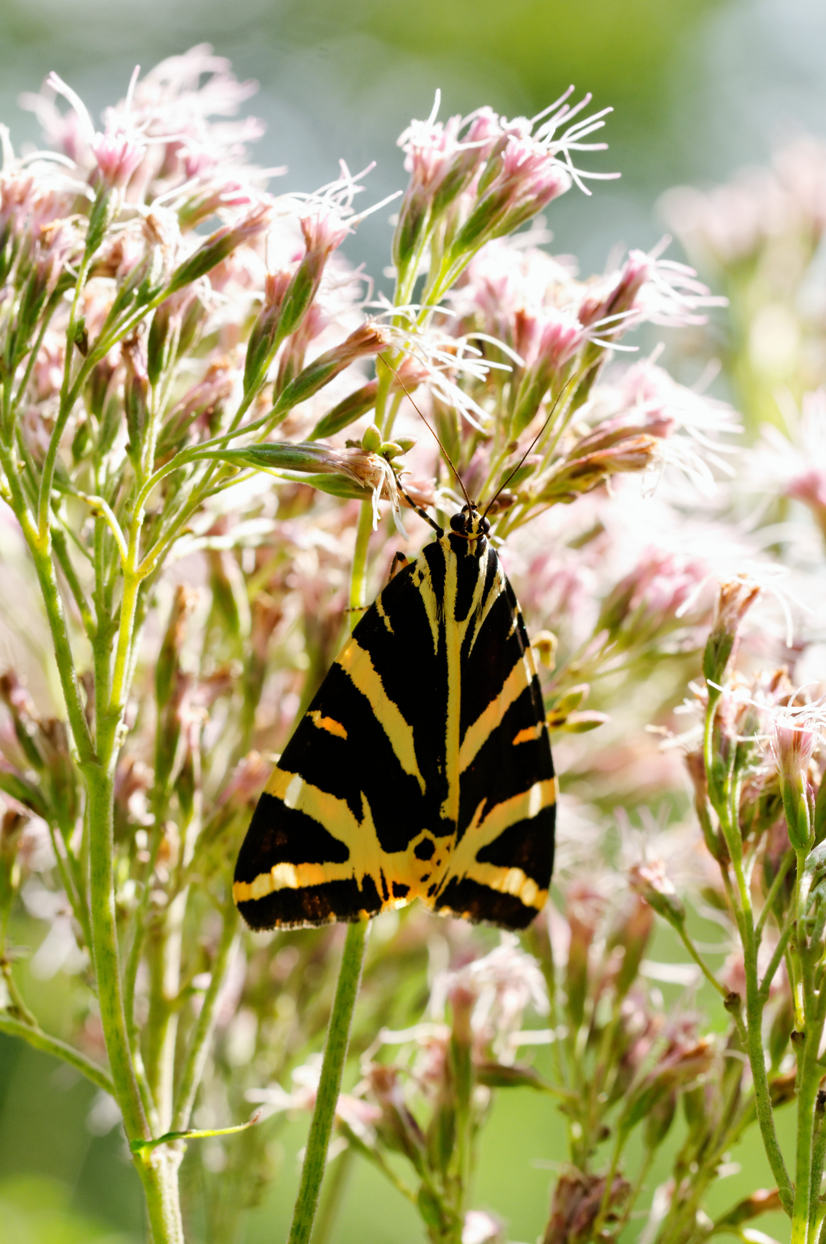 2014-08-10 11-10-27 insecte