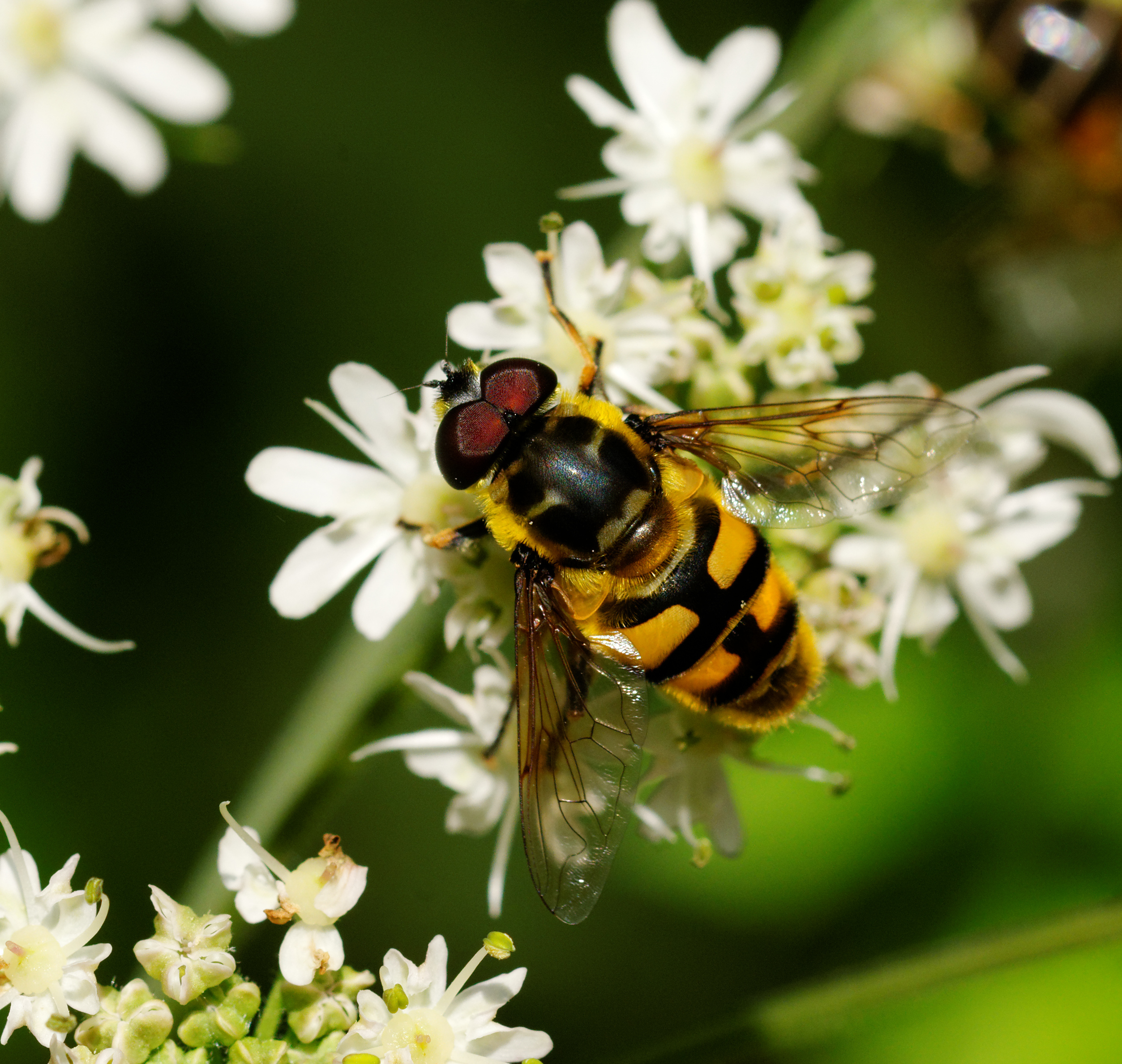 2014-08-10 11-15-45 insecte