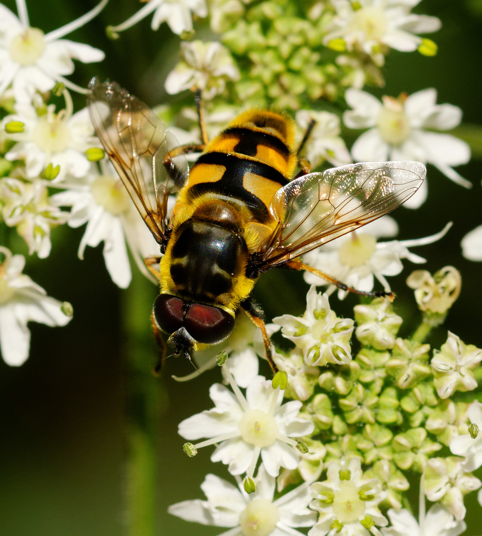 2014-08-10 11-15-55 insecte