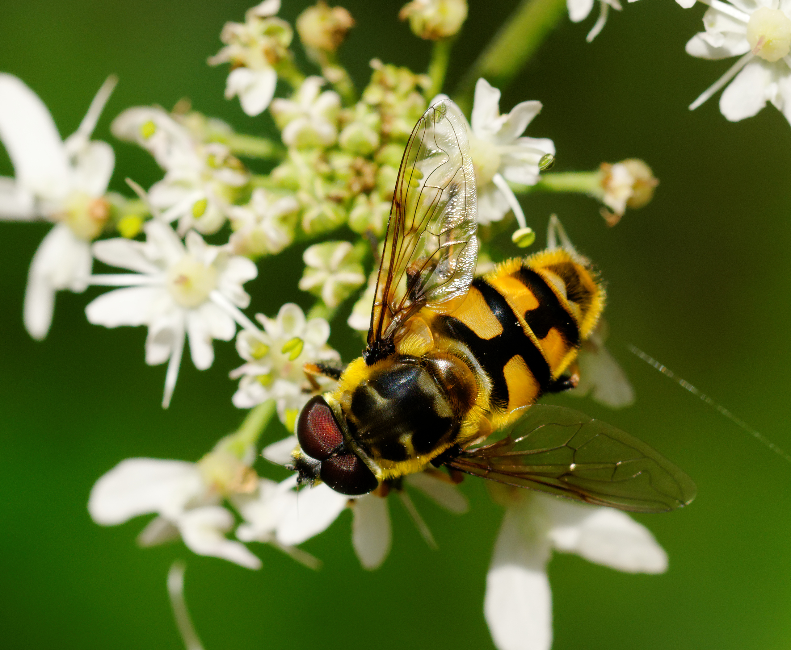 2014-08-10 11-21-03 insecte