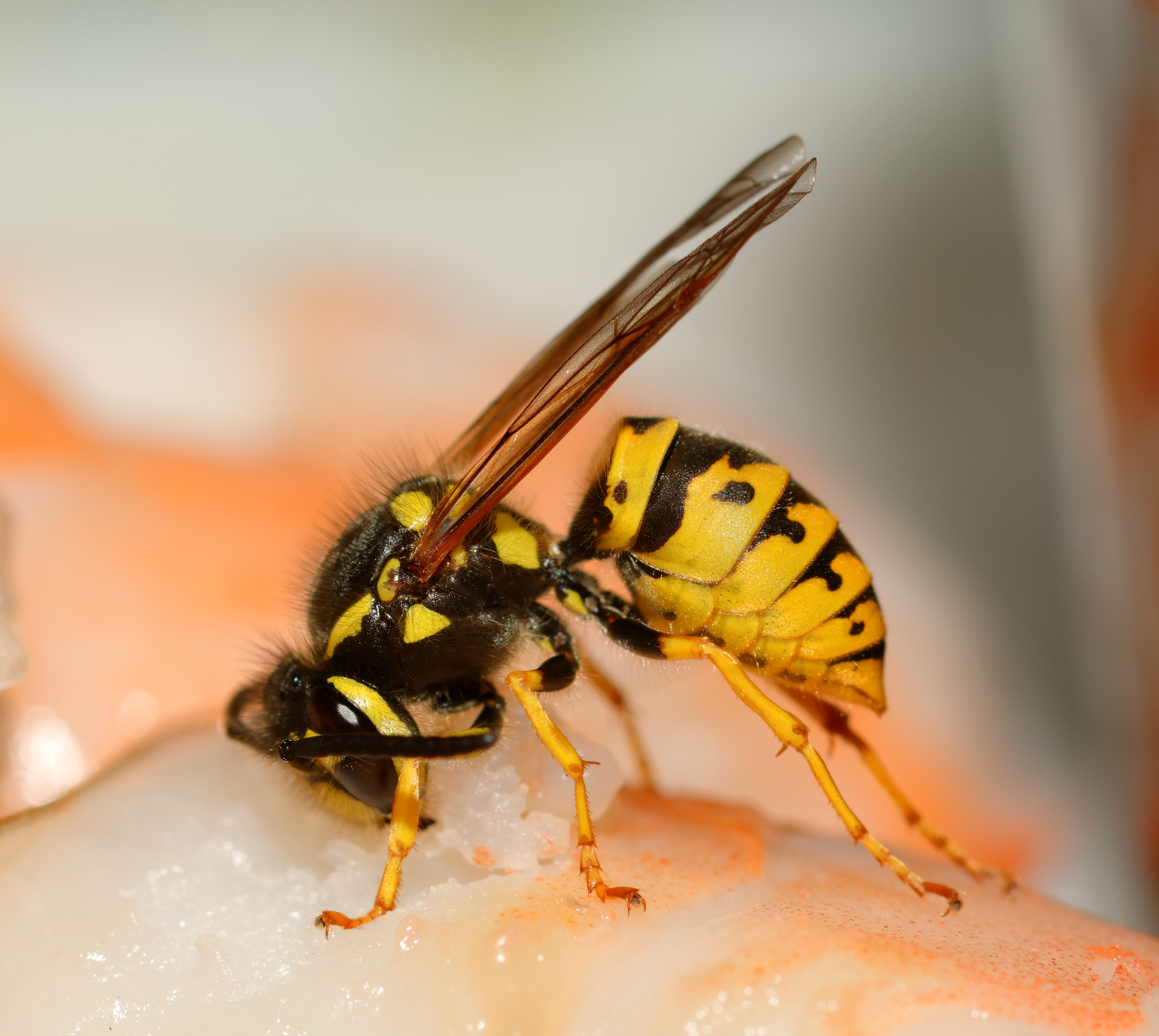 2015-07-27 18-56-45 Vespula
