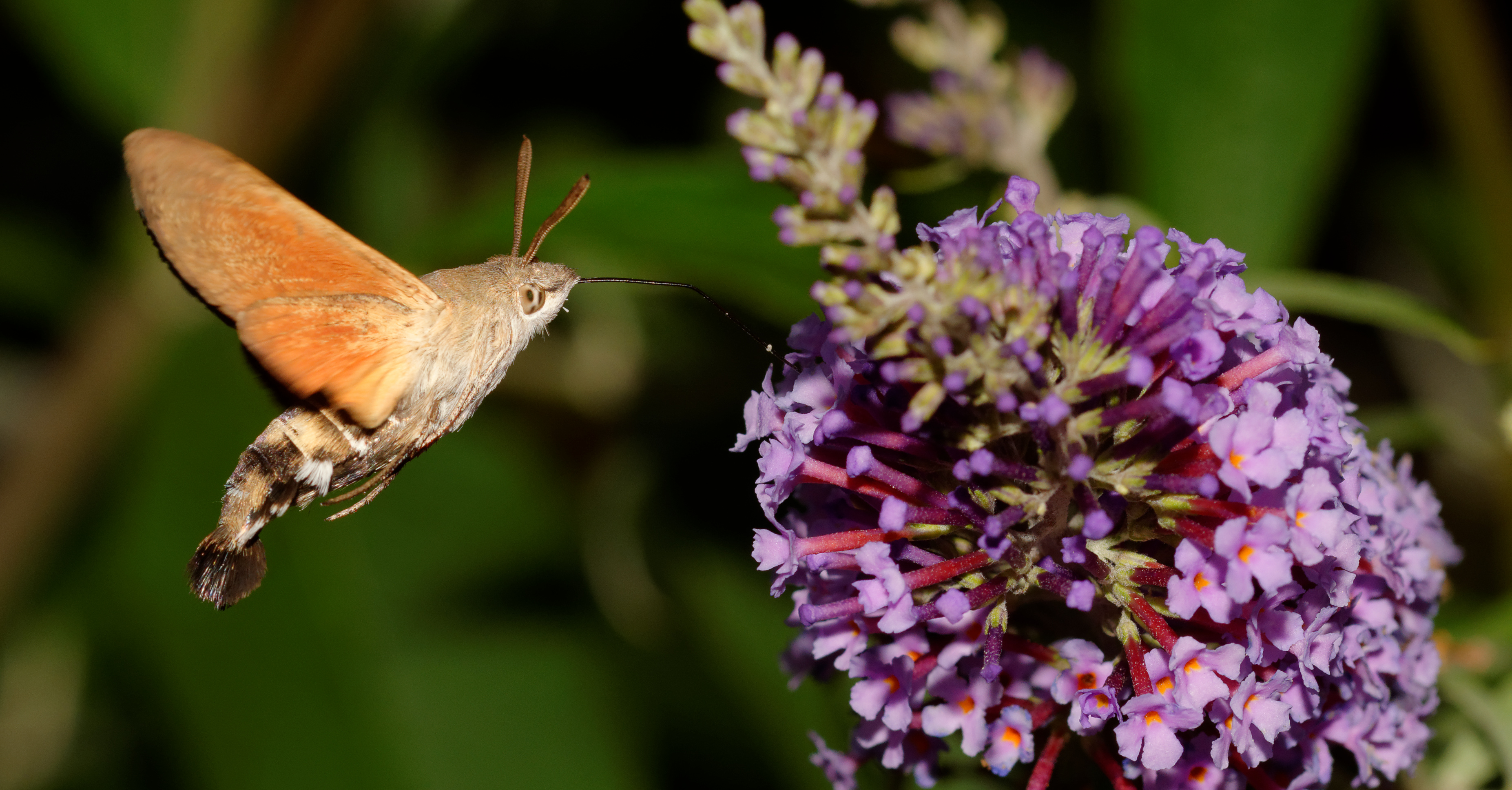 2015-07-27 20-51-30 Macroglossum-stellatarum