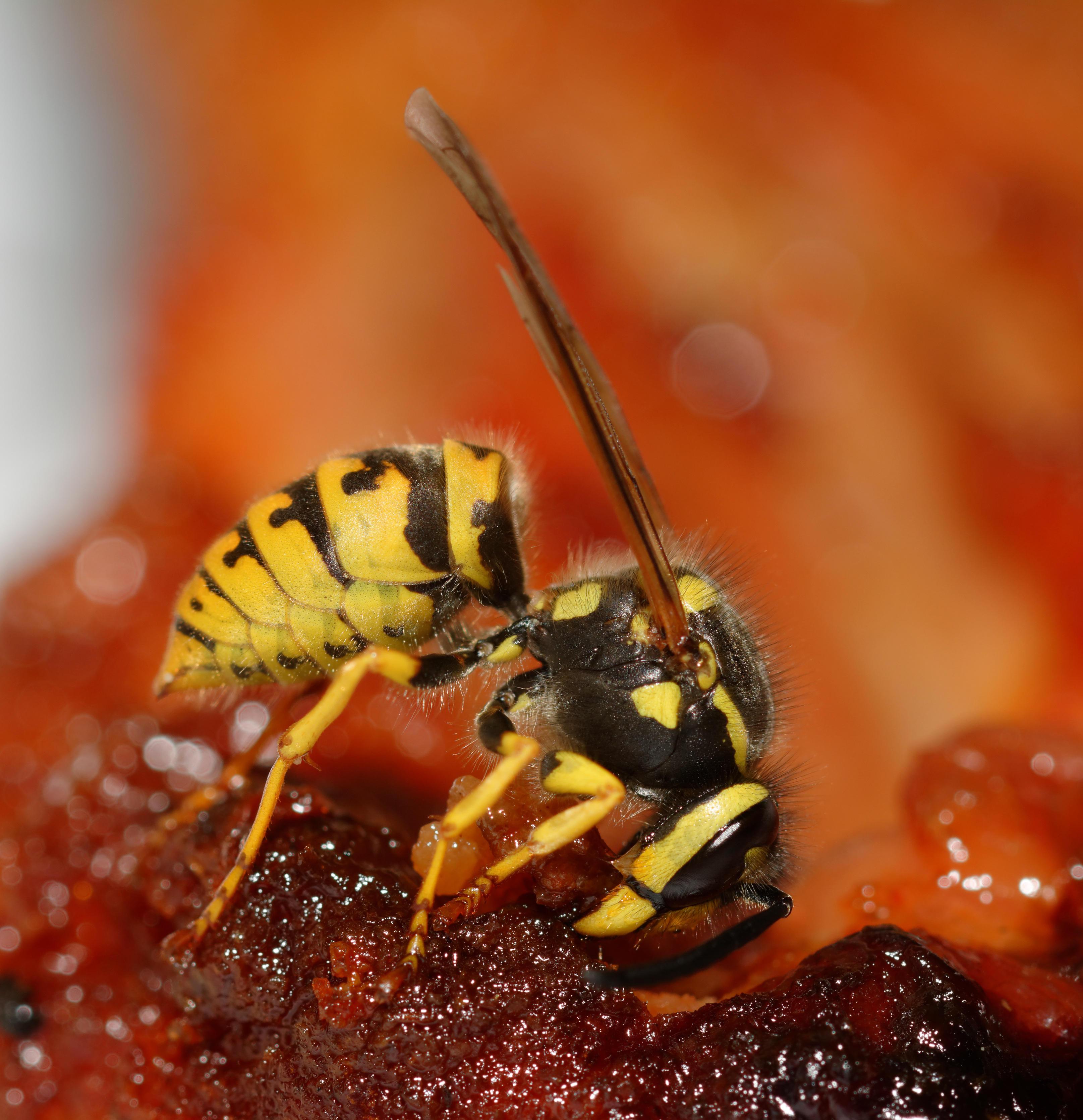 2015-08-03 19-53-33 vespula