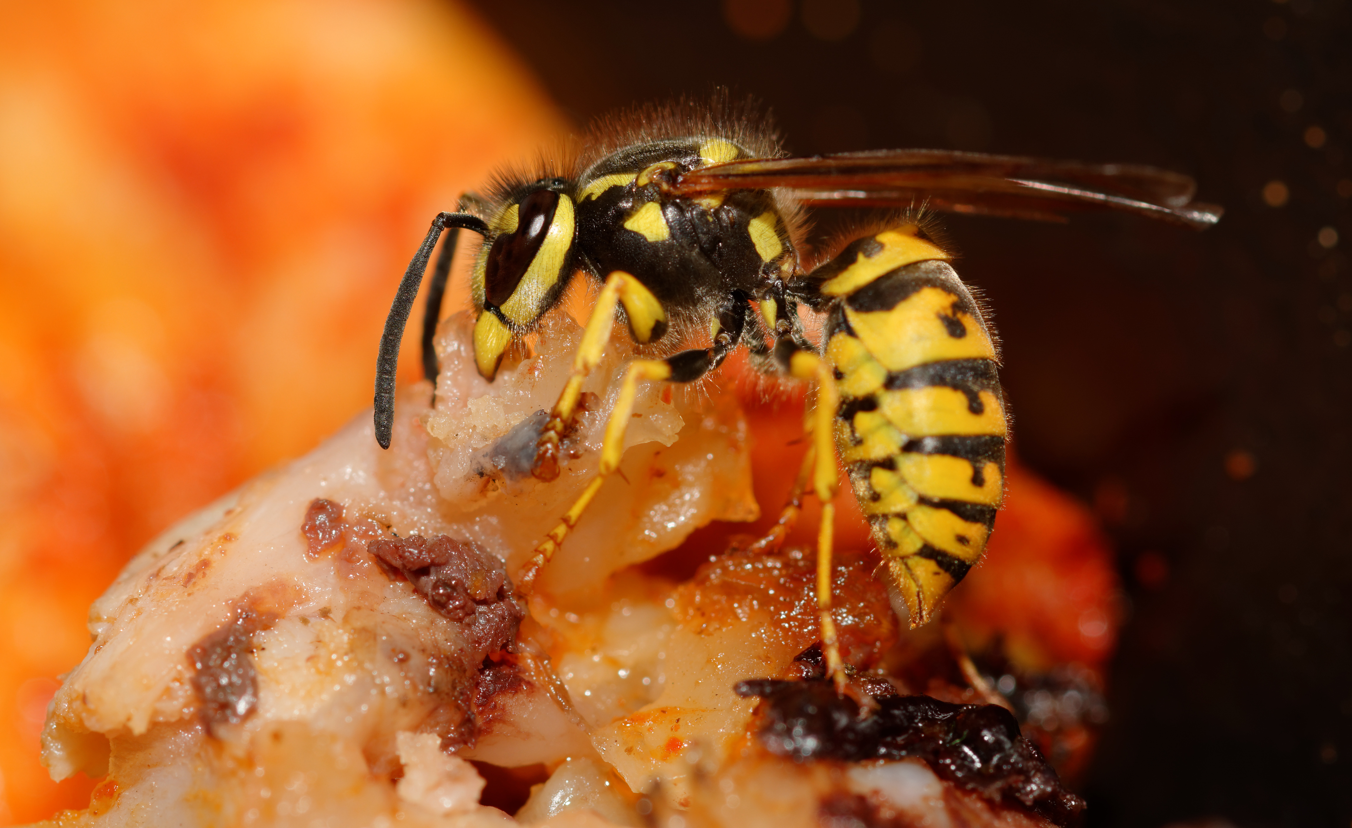 2015-08-03 20-01-58 vespula
