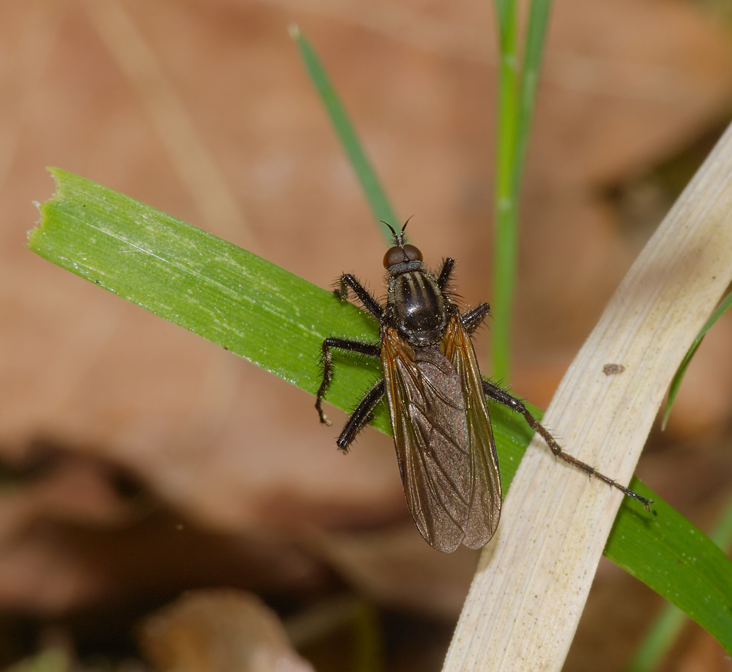 2015.05.08.-13-Kaefertaler Wald-Mannheim--Gewuerfelte Tanzfliege-Maennchen