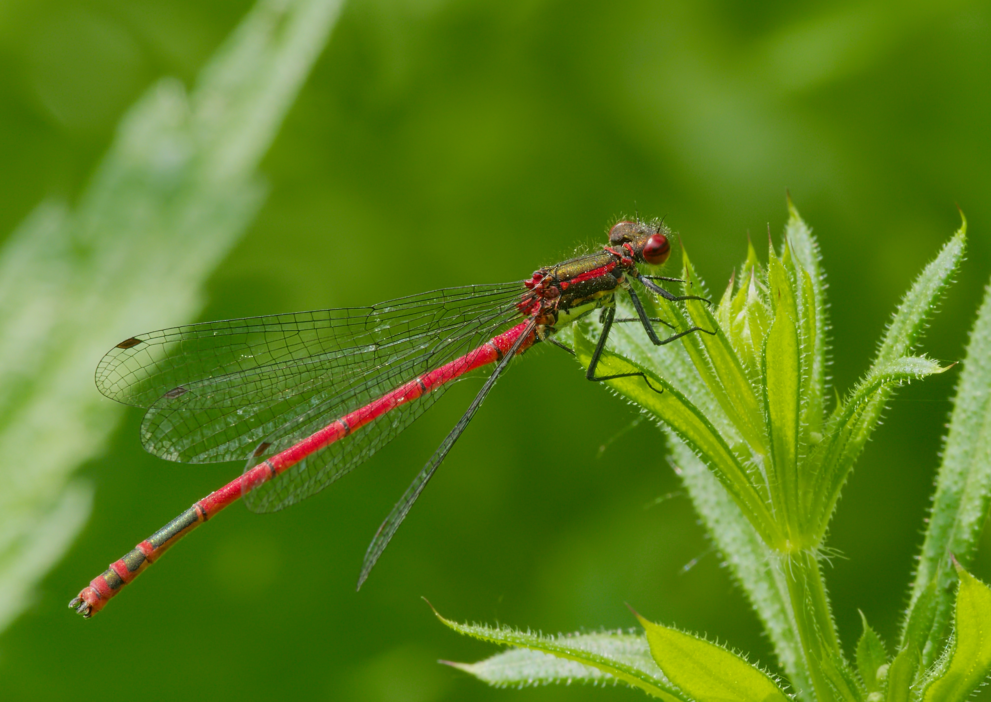 2015.05.14.-11-Lampertheim-Sued beim Hollaendergraben--Fruehe Adonislibelle-Maennchen