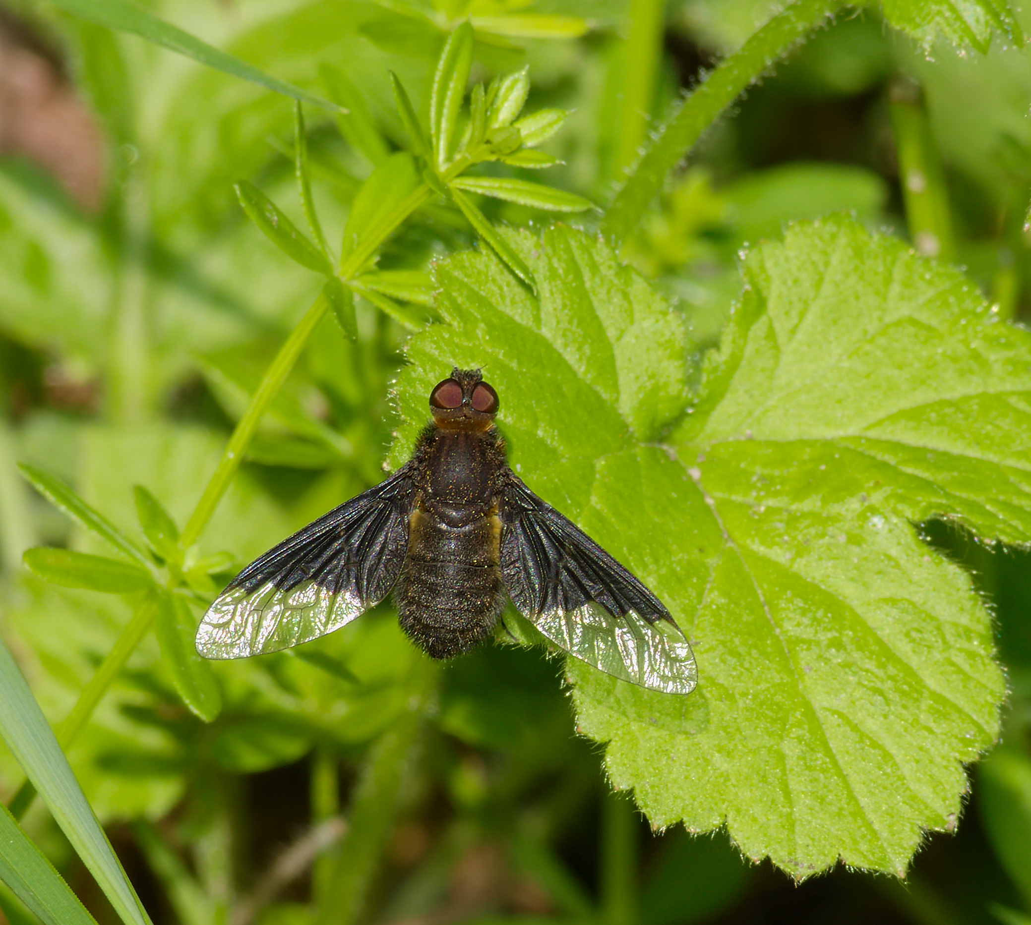 2015.06.06.-02-See Pfingstberg Mannheim-Rheinau--Wollschweber-Hemipenthes morio