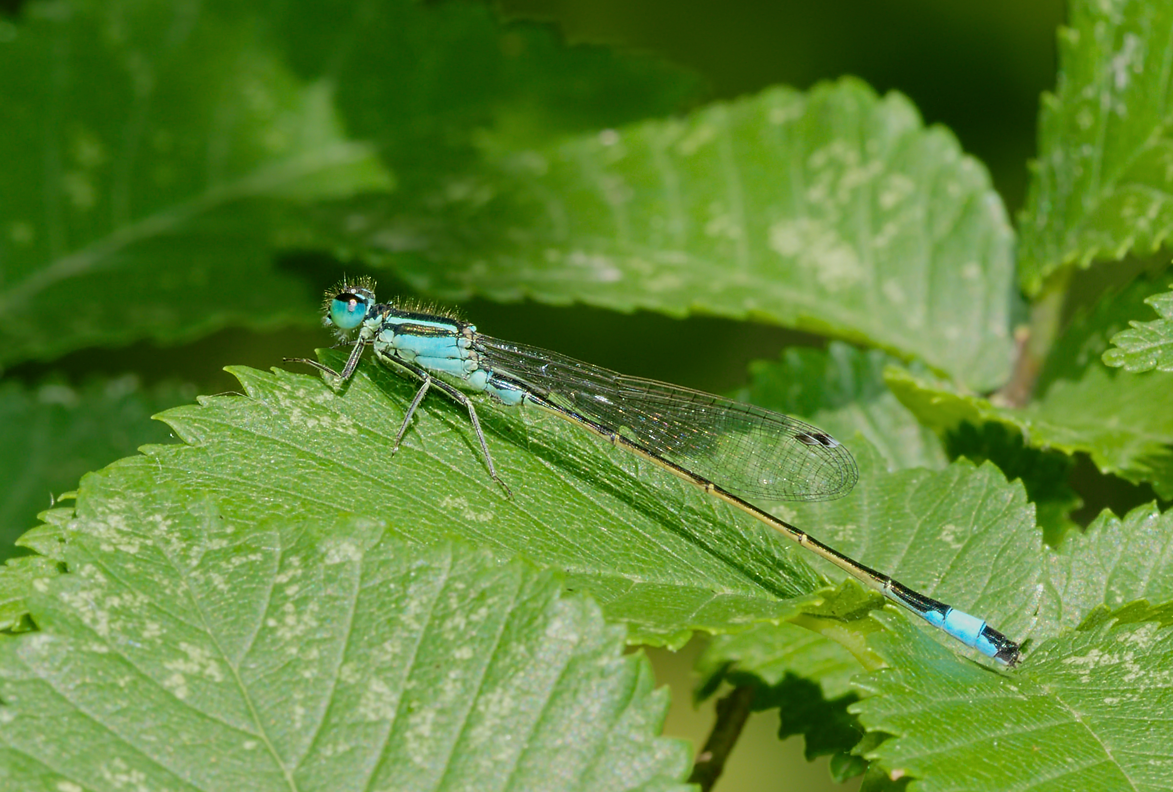 2015.06.26.-01-Vogelstangsee Mannheim--Grosse Pechlibelle-Maennchen