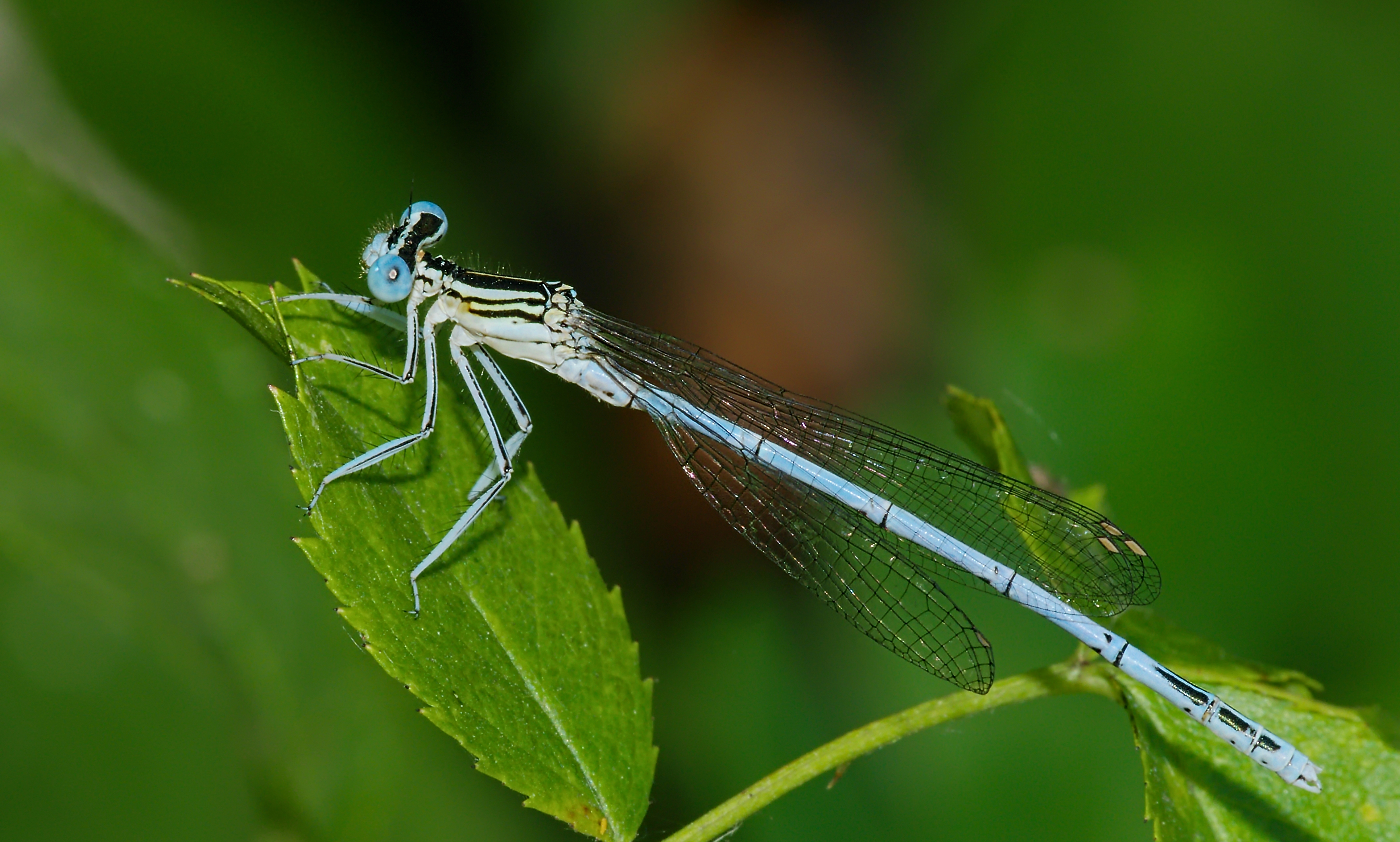 2015.07.04.-01-Eilenburg Ost--Blaue Federlibelle-Maennchen