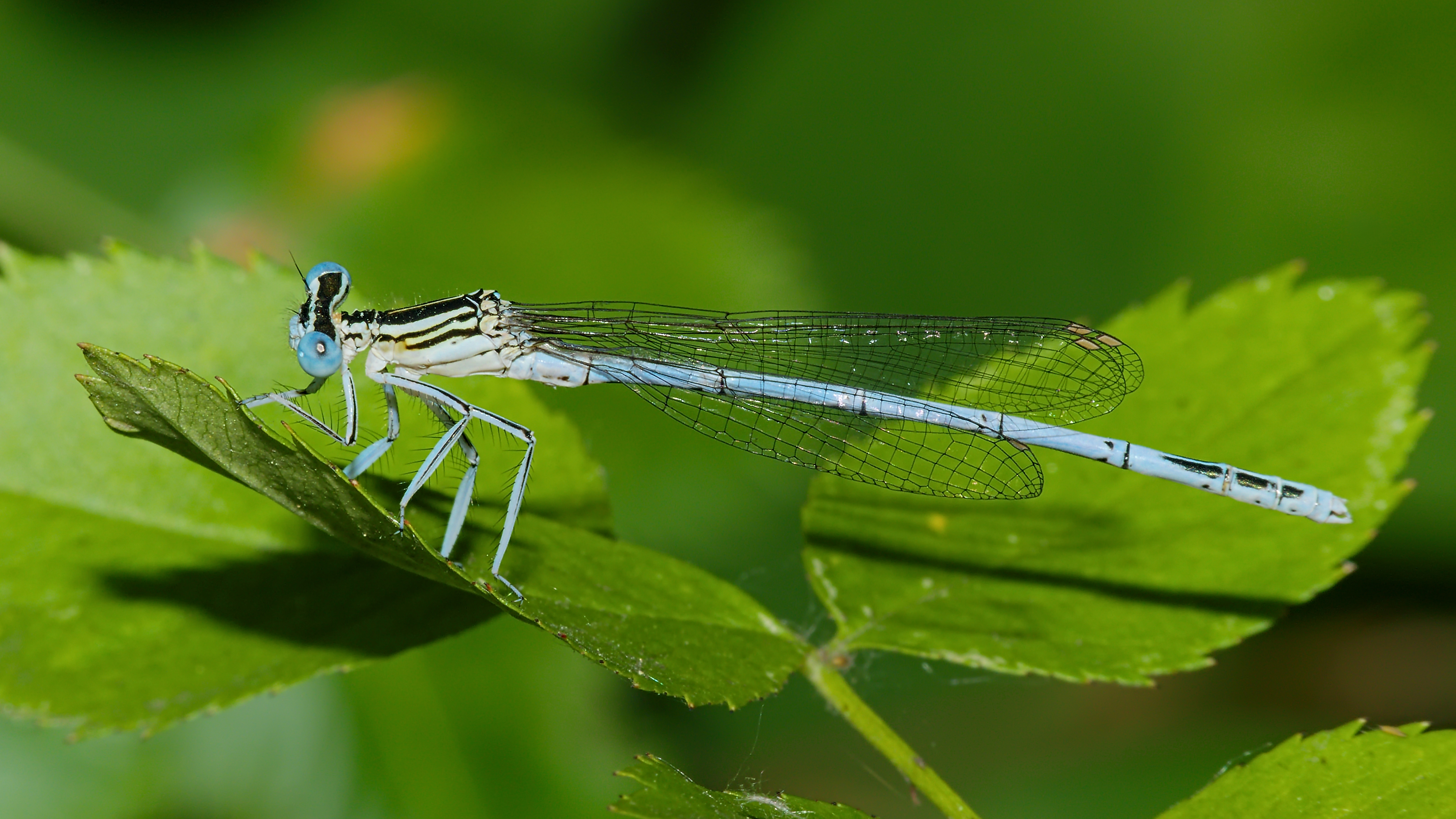 2015.07.04.-03-Eilenburg Ost--Blaue Federlibelle-Maennchen