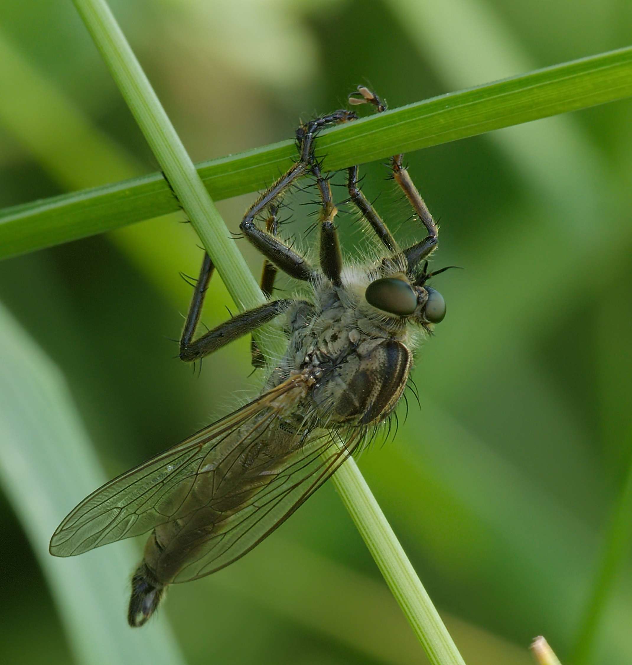 2015.07.04.-09-Eilenburg Ost--Barbarossa-Fliege-Maennchen