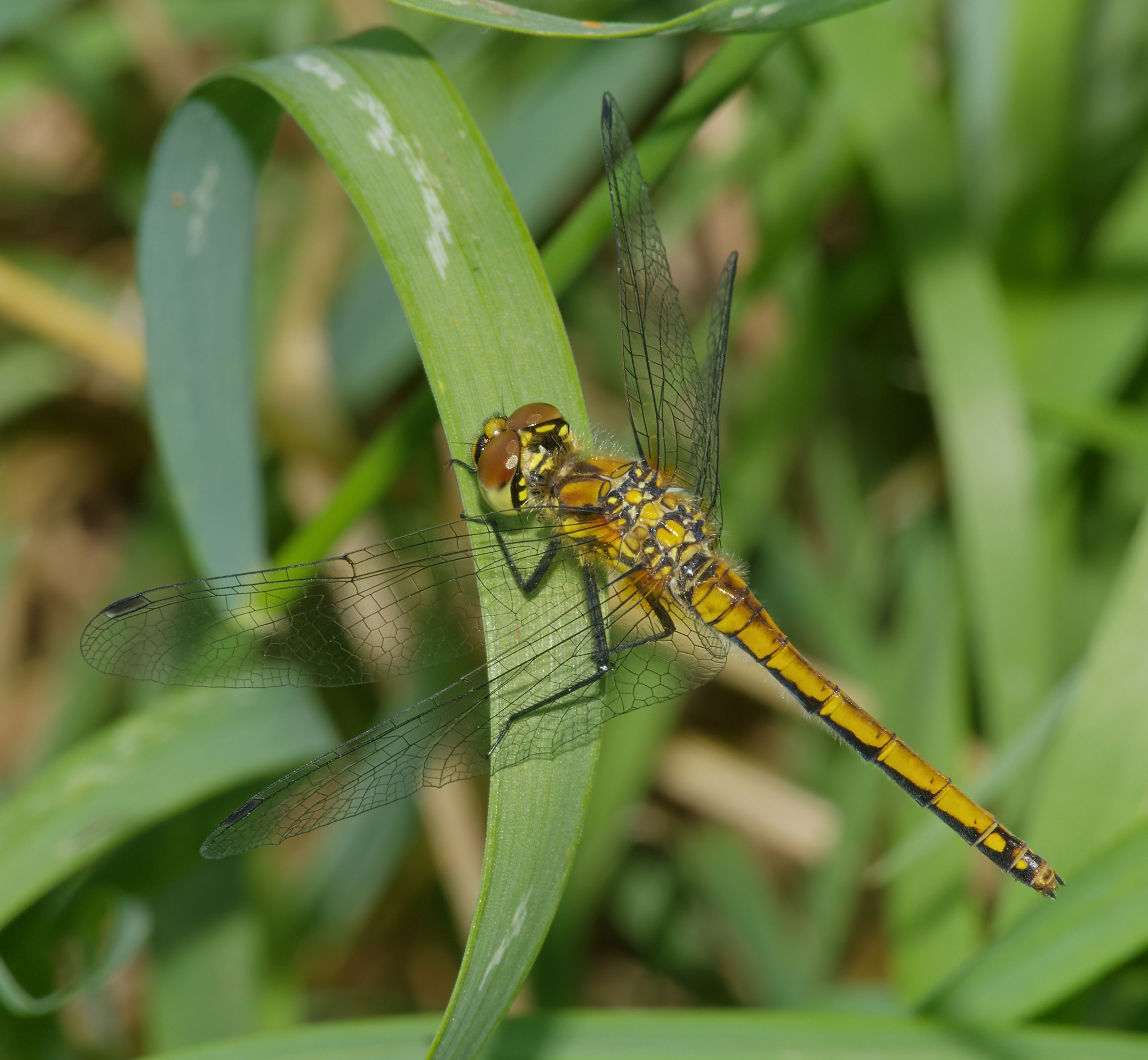 2015.07.07.-24-Mulde Eilenburg--Schwarze Heidelibelle-Weibchen