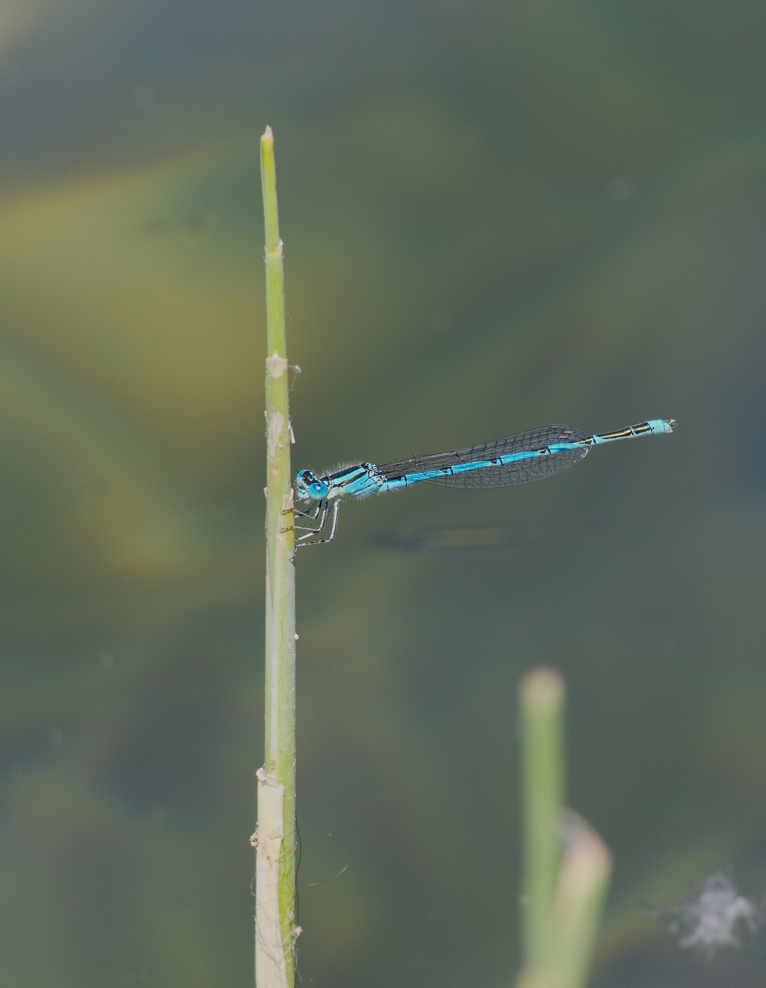 2015.07.15.-01-Erlichsee Oberhausen-Rheinhausen--Pokaljungfer-Maennchen
