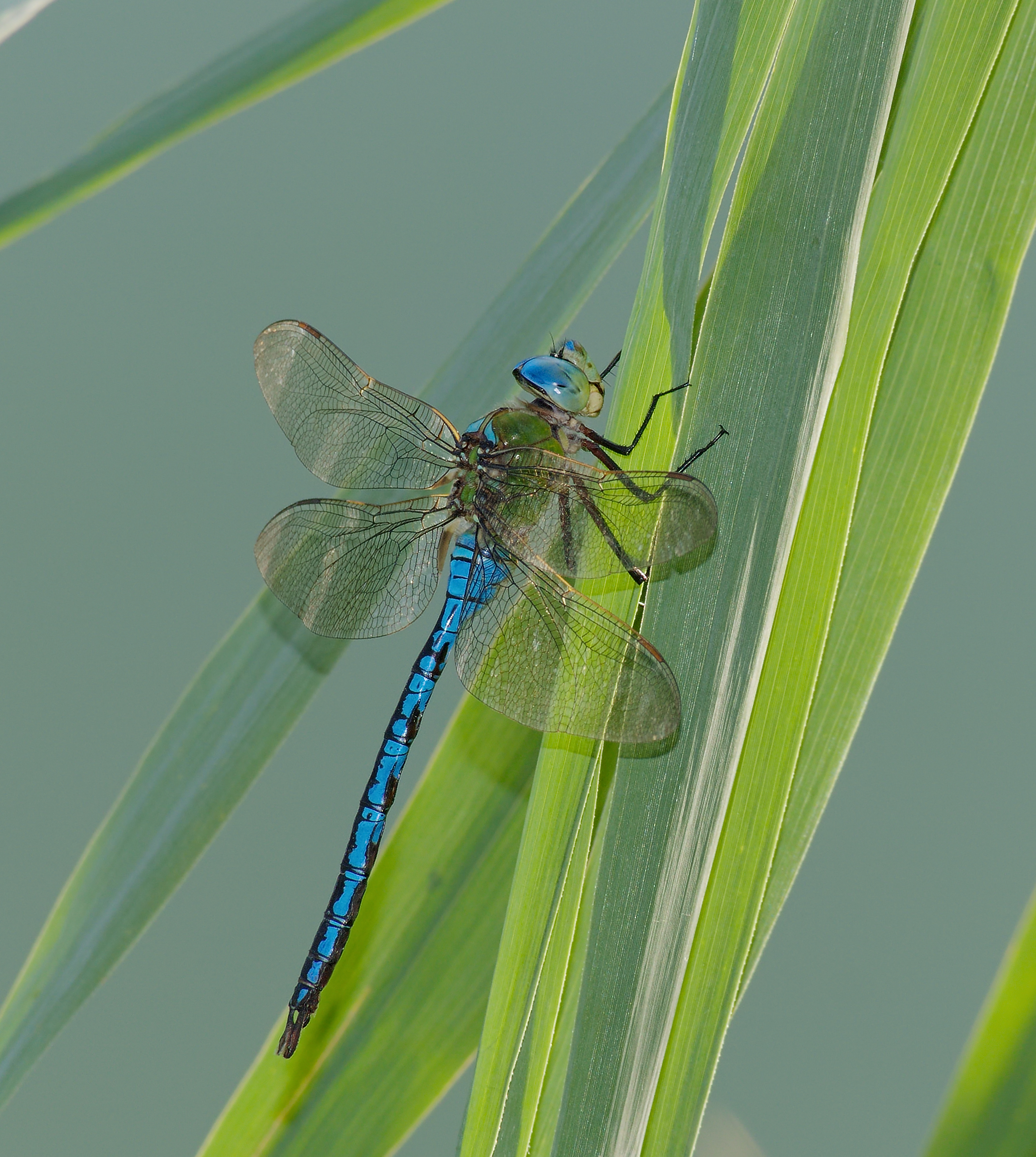 2015.08.07.-02-Anglersee Huettenfeld-Lampertheim--Grosse Koenigslibelle-Maennchen