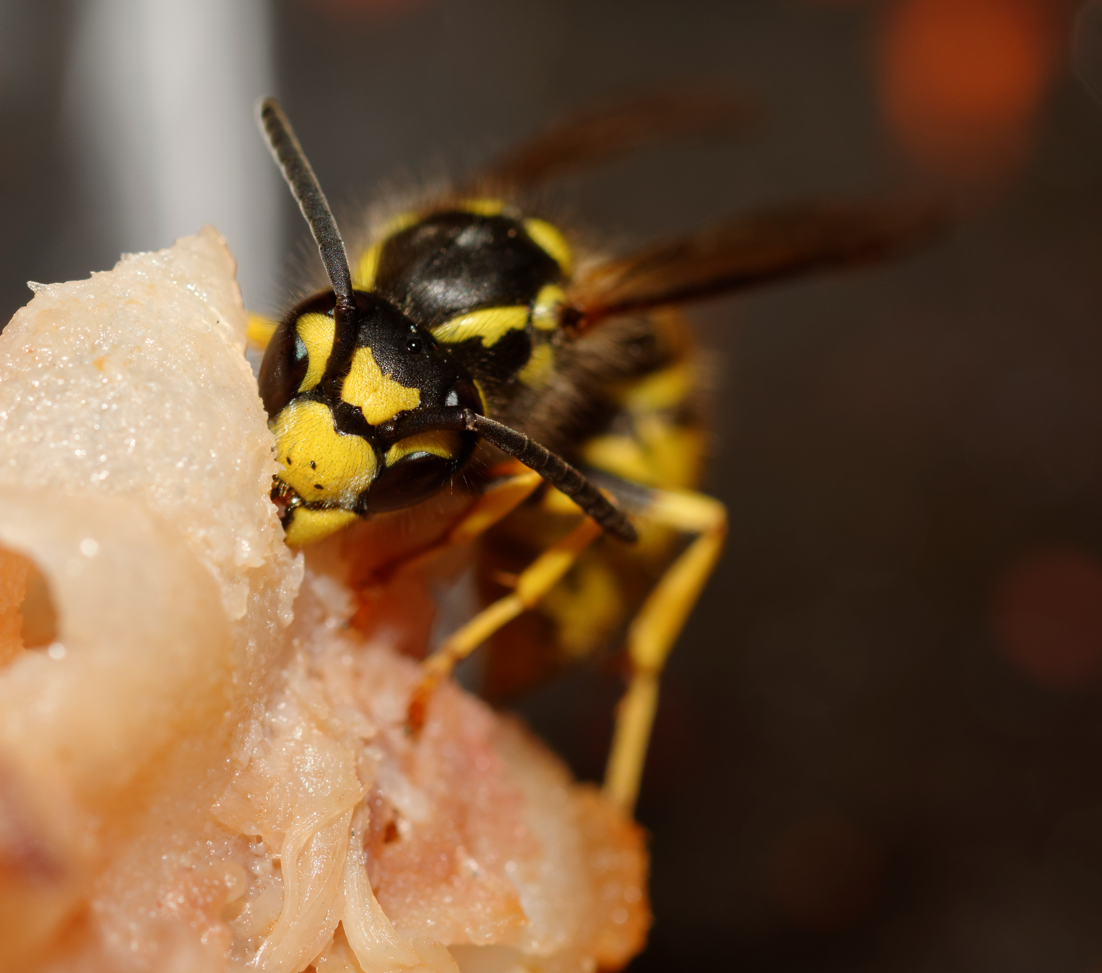 2015-08-03 19-32-53 vespula