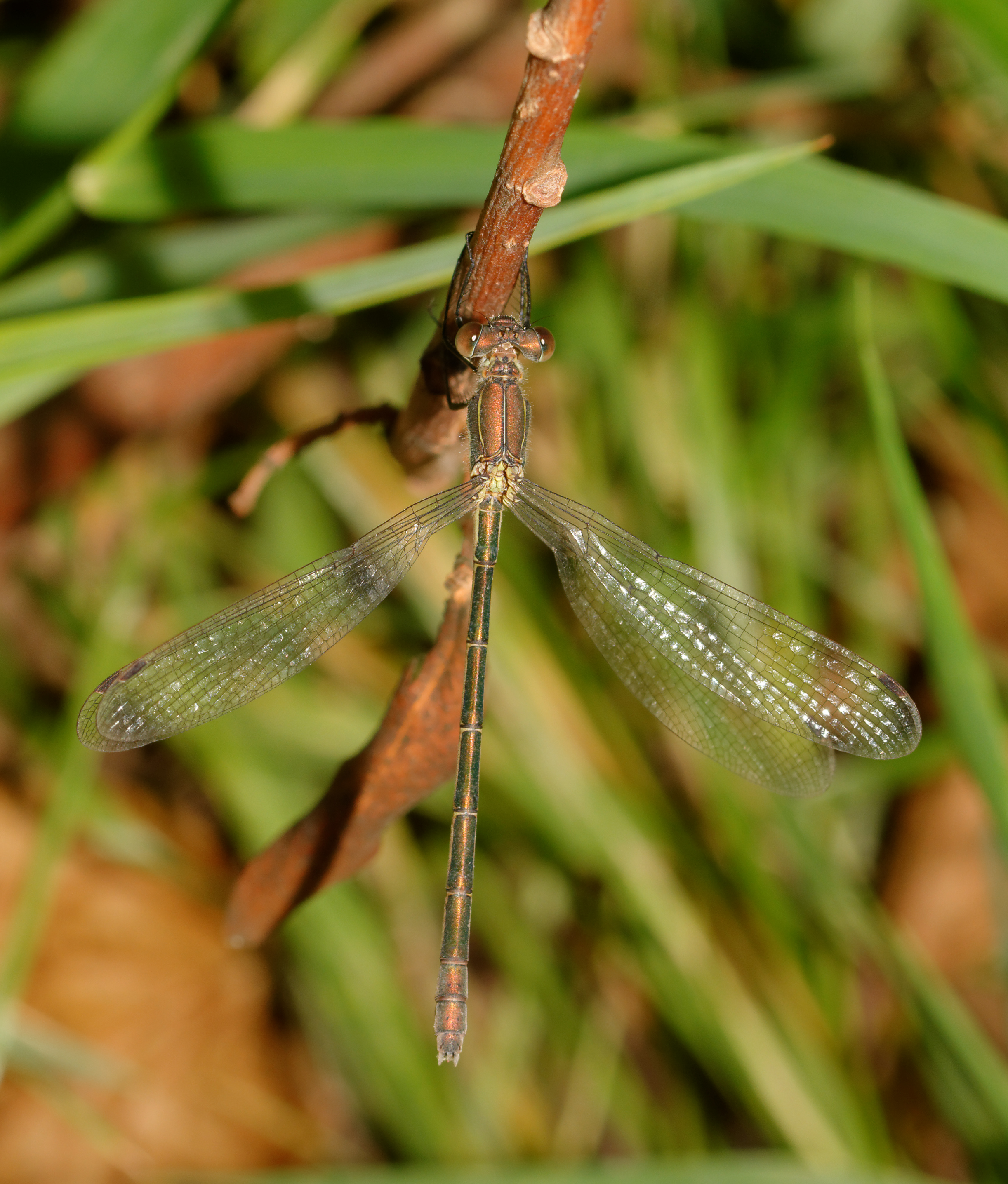 2015-08-05 15-29-22 lestidae