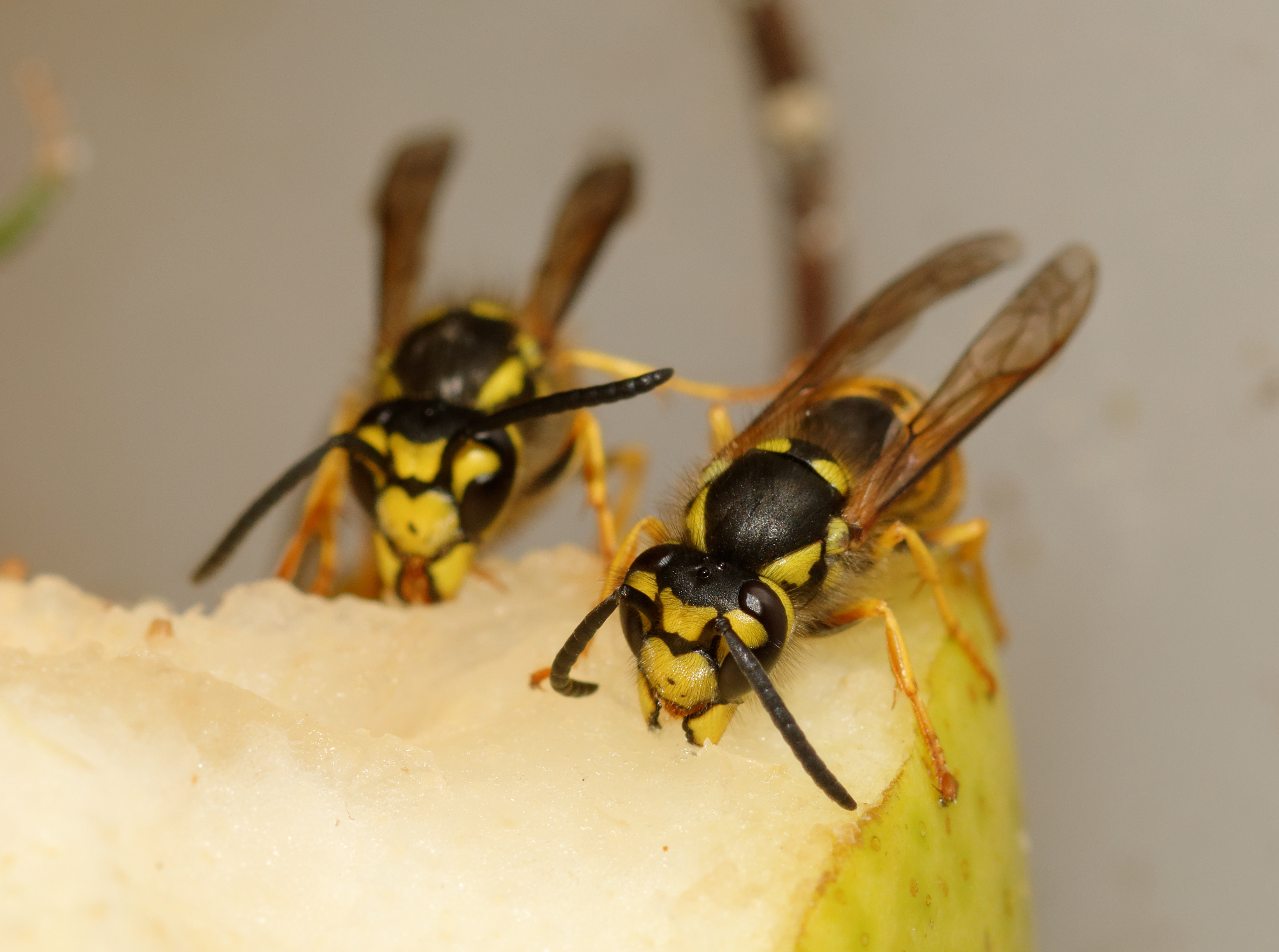2015-08-13 16-08-27 vespula