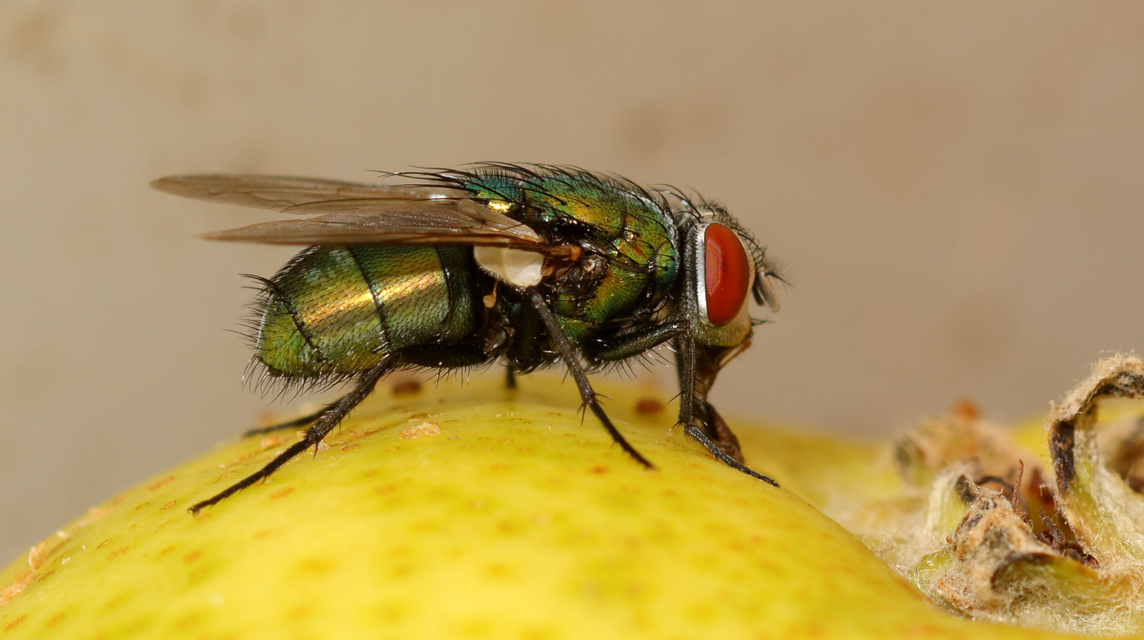 2015-08-13 18-28-06 diptera