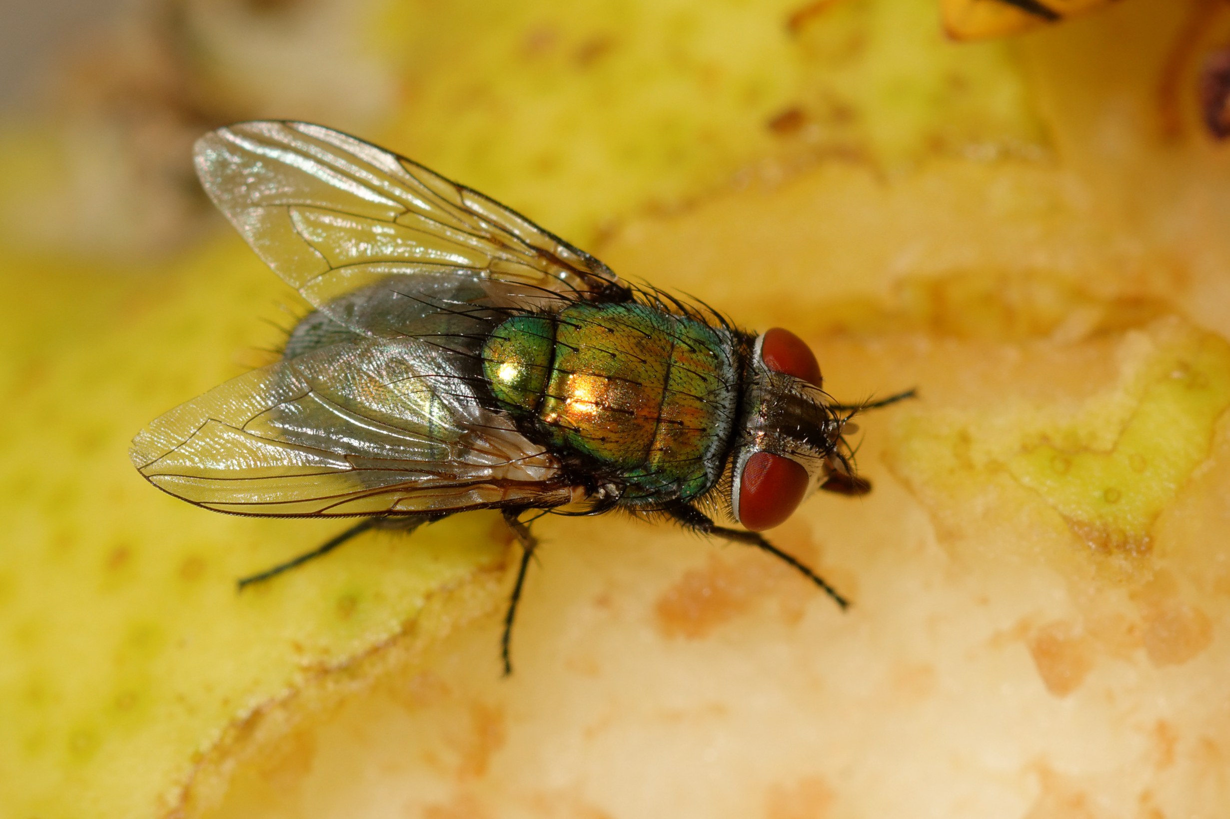 2015-08-13 18-28-27 diptera