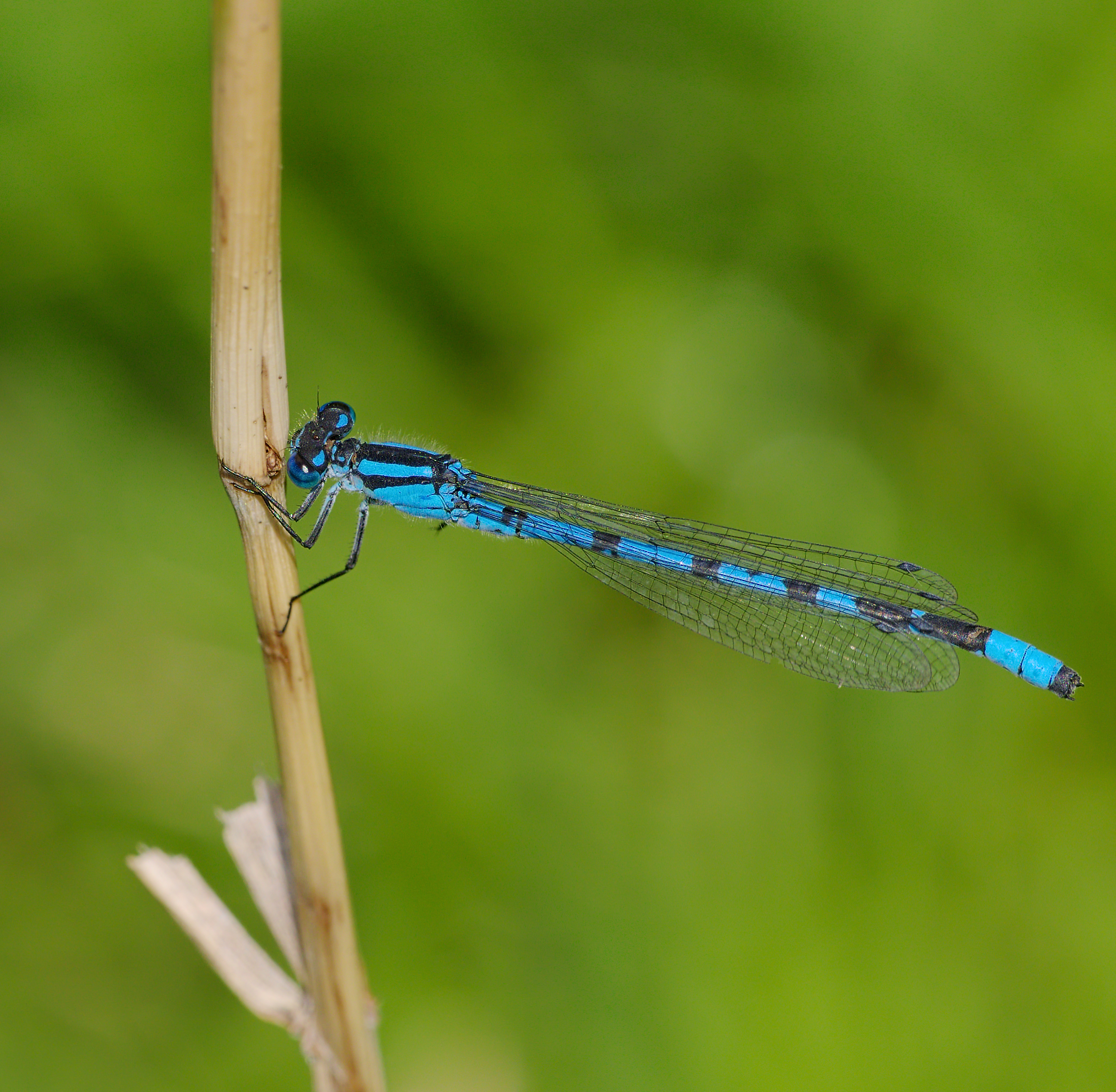 2016.07.09.-07-Bossee Felde--Gemeine Becherjungfer-Maennchen