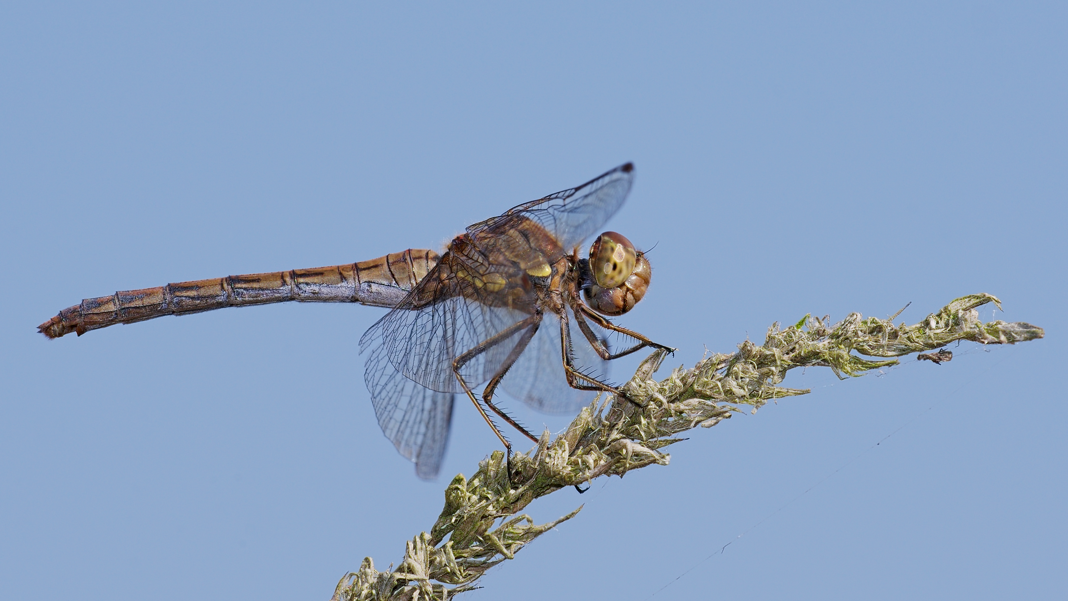 2016.09.09.-09-Anglersee Bruehl--Grosse Heidelibelle-Weibchen