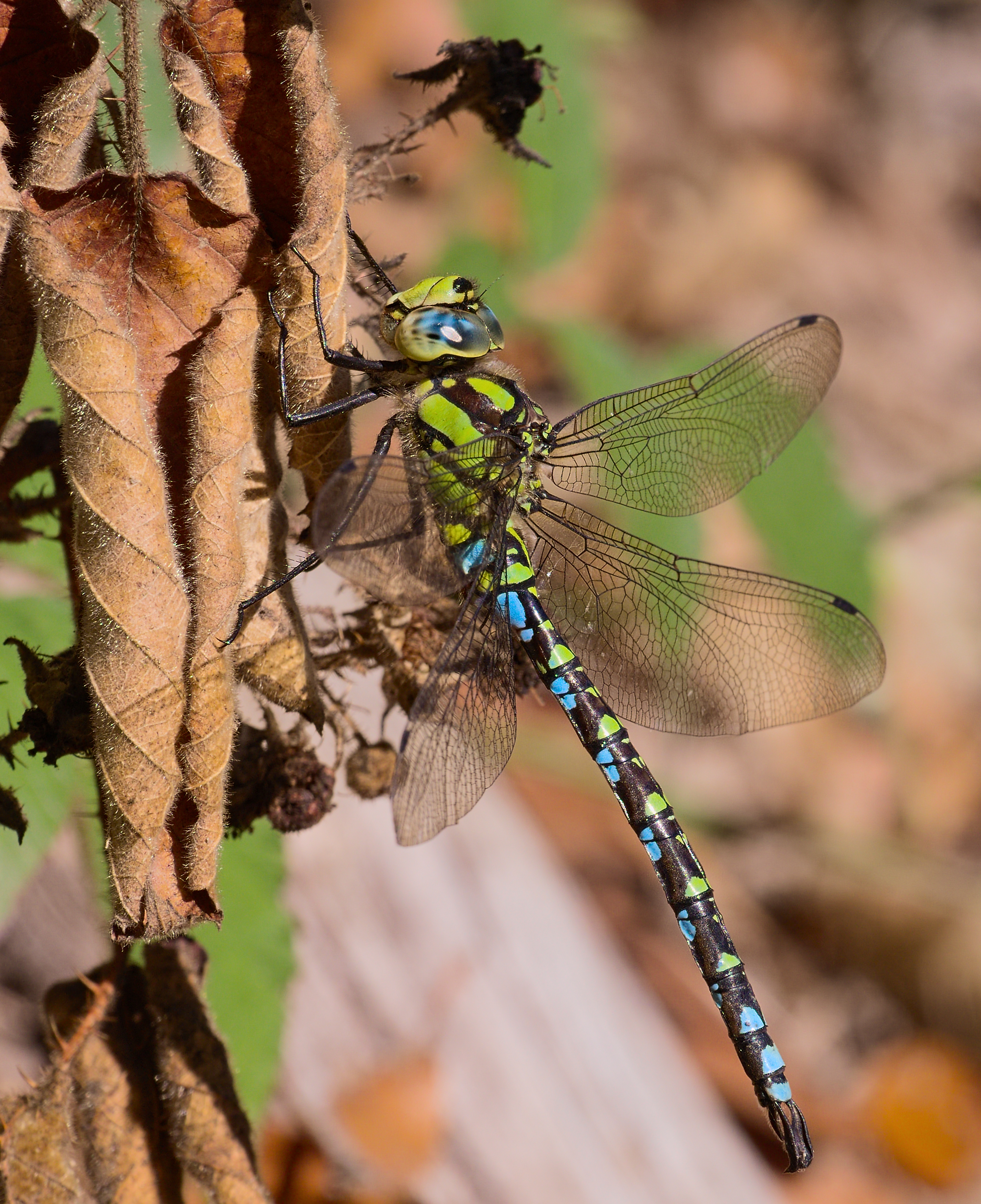 2016.10.05.-05-Lauten-Weschnitz--Blaugruene Mosaikjungfer-Maennchen