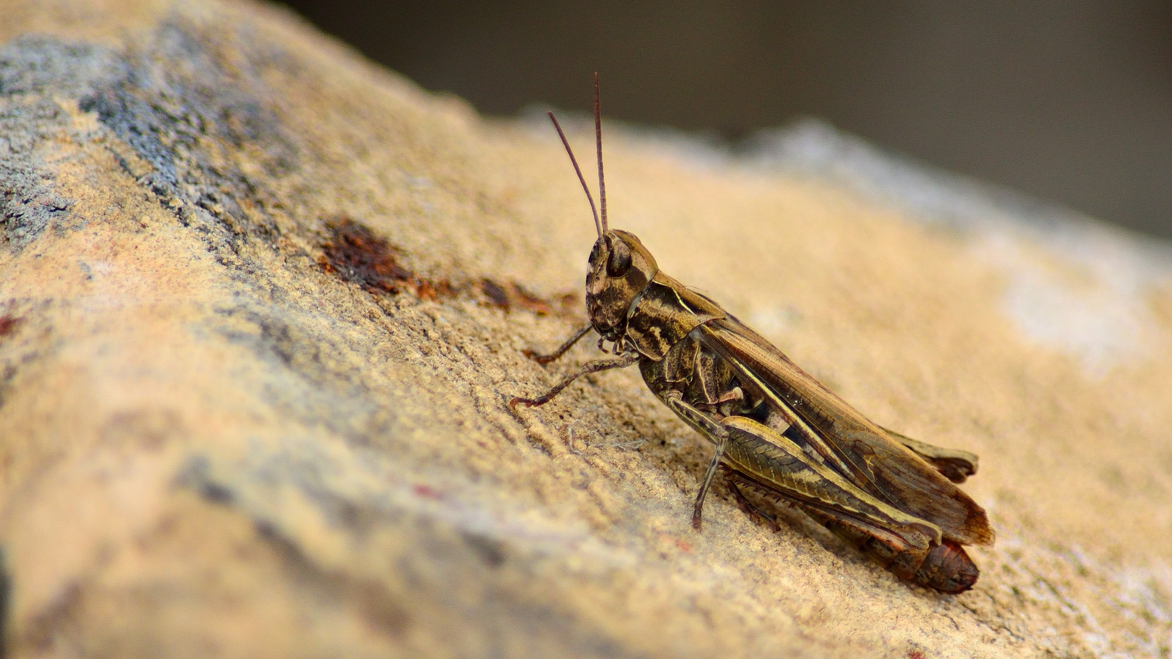 20160917 mk chothippus biguttulus