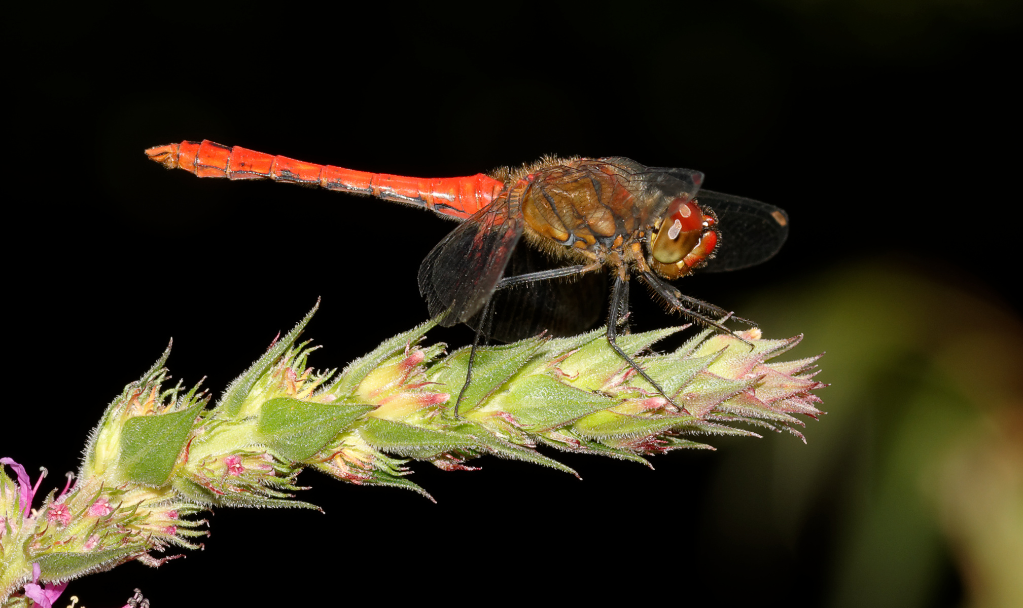 2016-08-01 14-50-44 sympetrum
