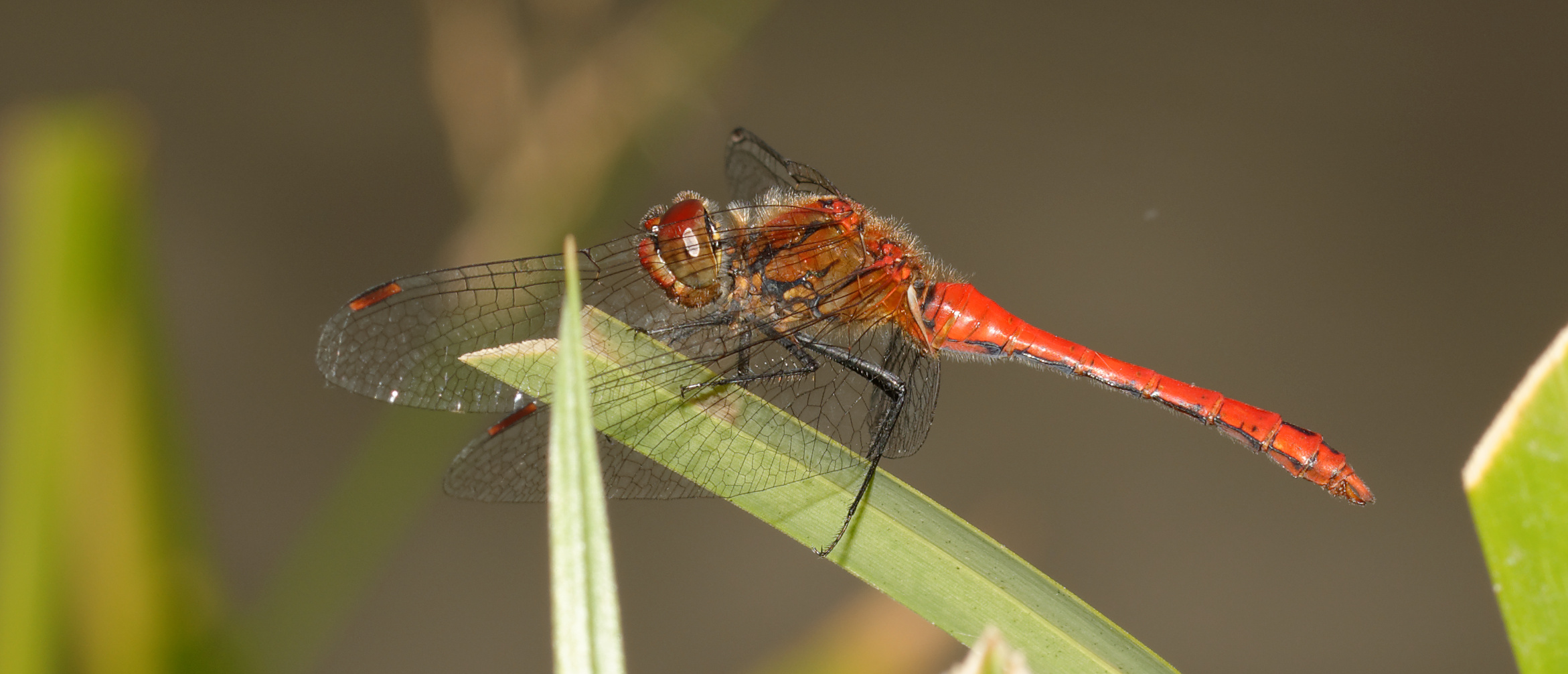 2016-08-01 14-58-23 sympetrum
