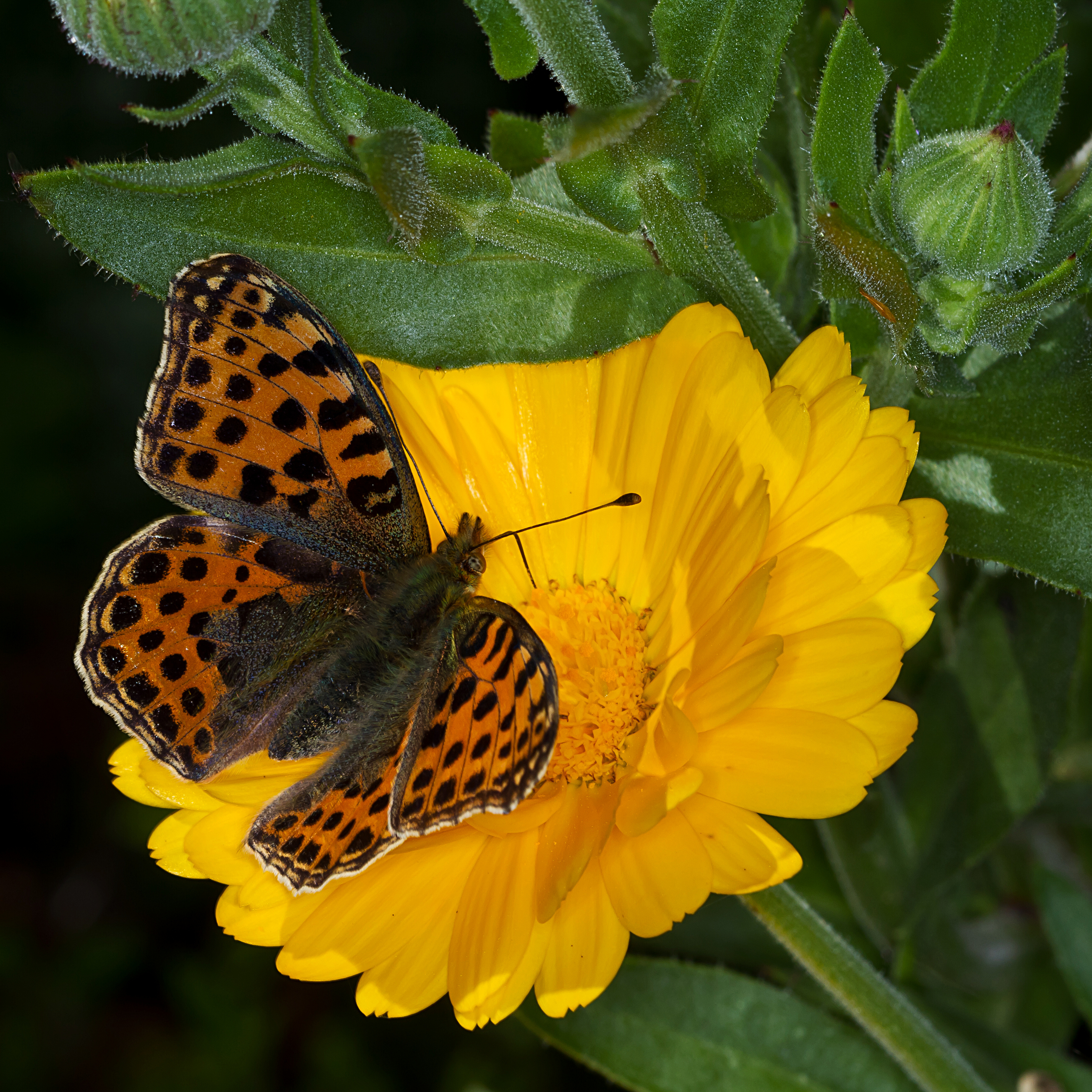 29. September 2011-9531